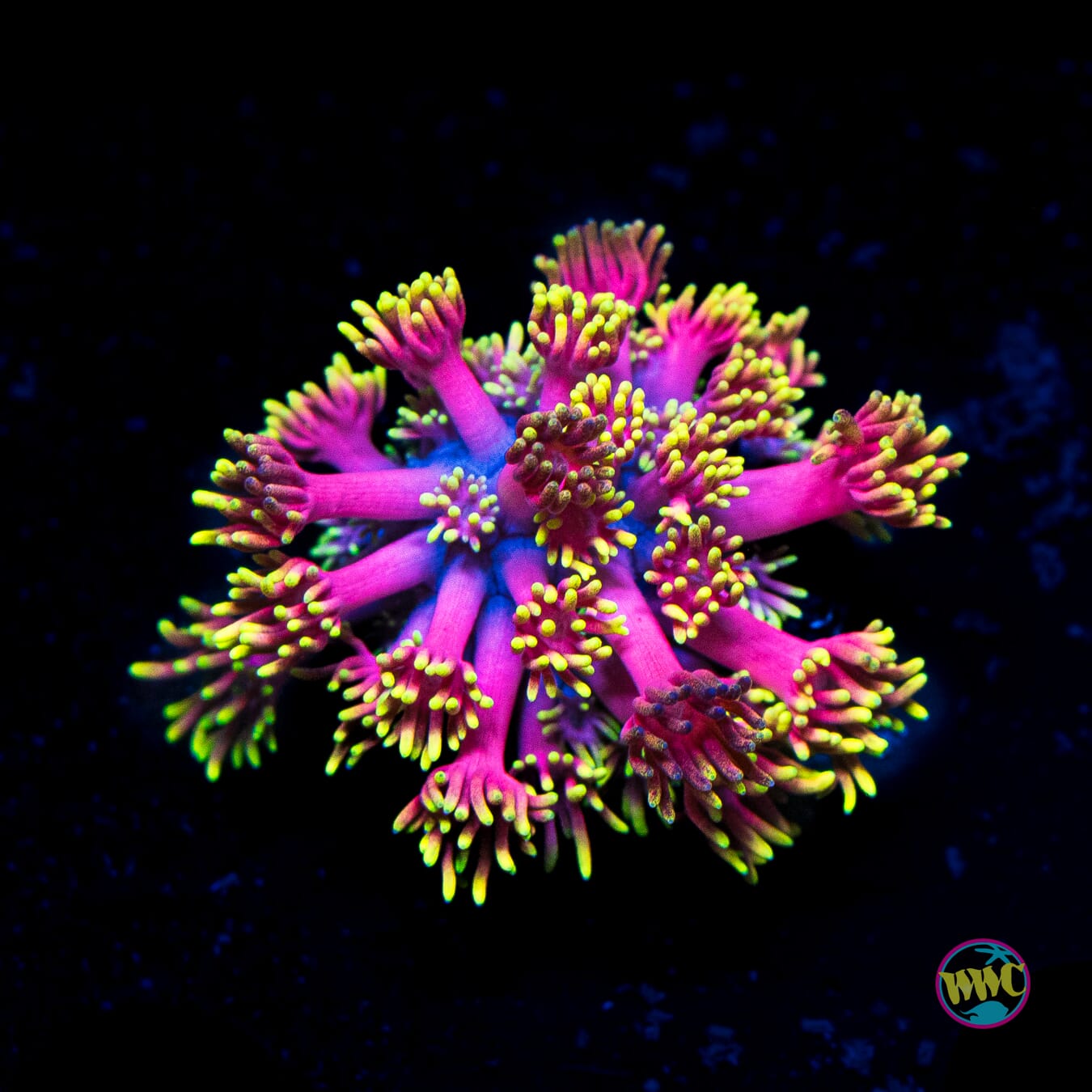 WWC Hollywood Nights Goniopora - Actinic Photo