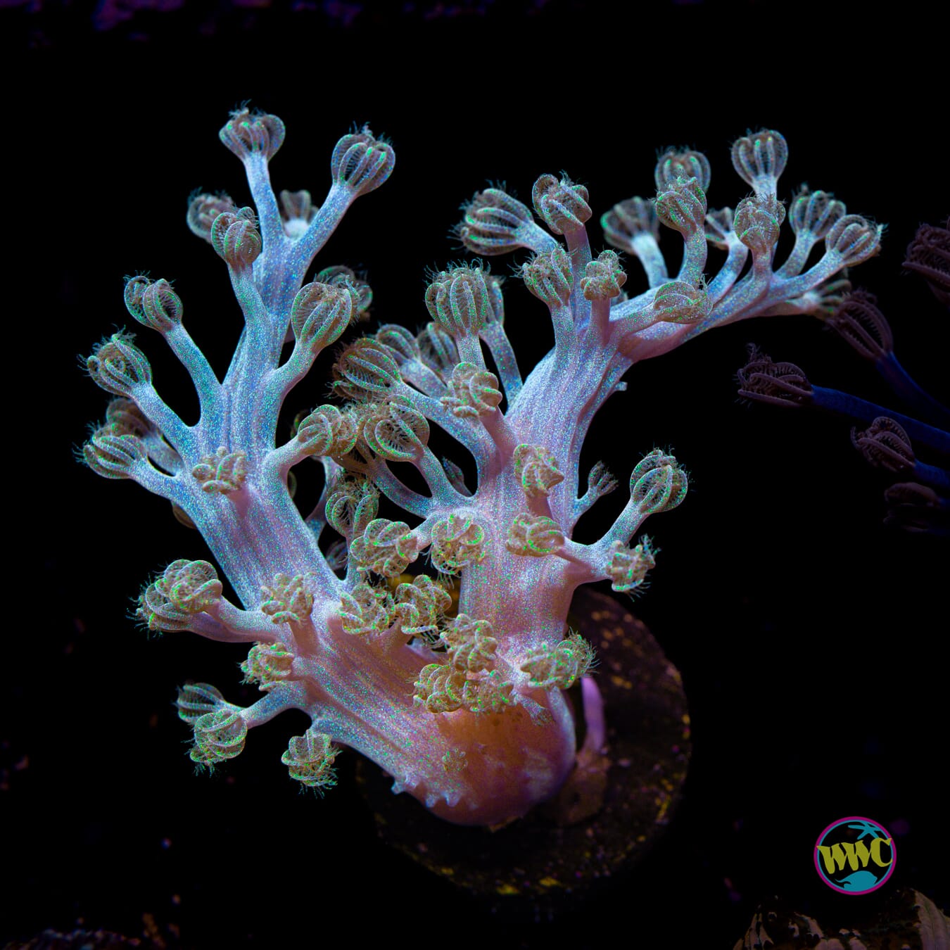 WWC Rainbow Sprinkles Cespitularia - Actinic Photo