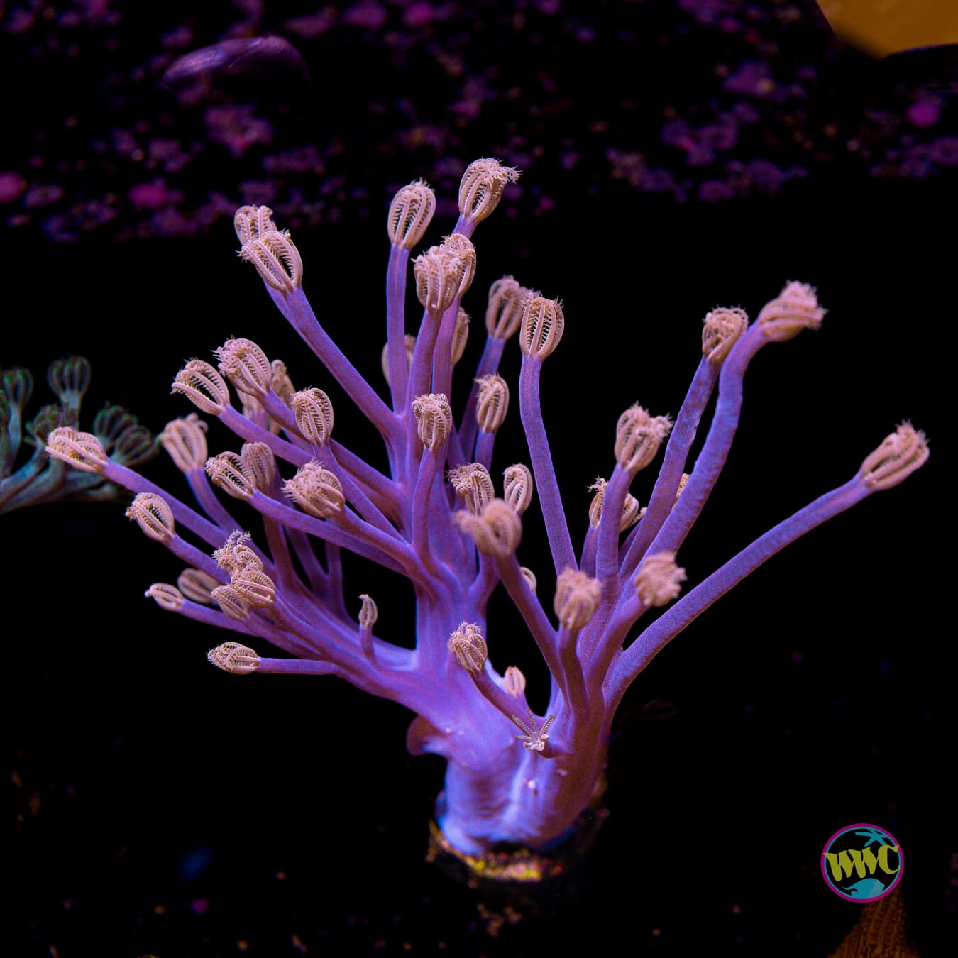 WWC Purple Cespitularia - Actinic Photo