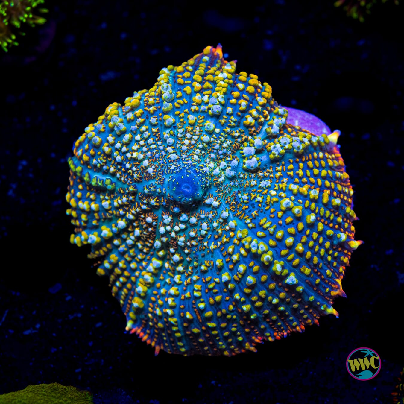 WWC Defribrillator Rhodactis Mushroom - Actinic Photo