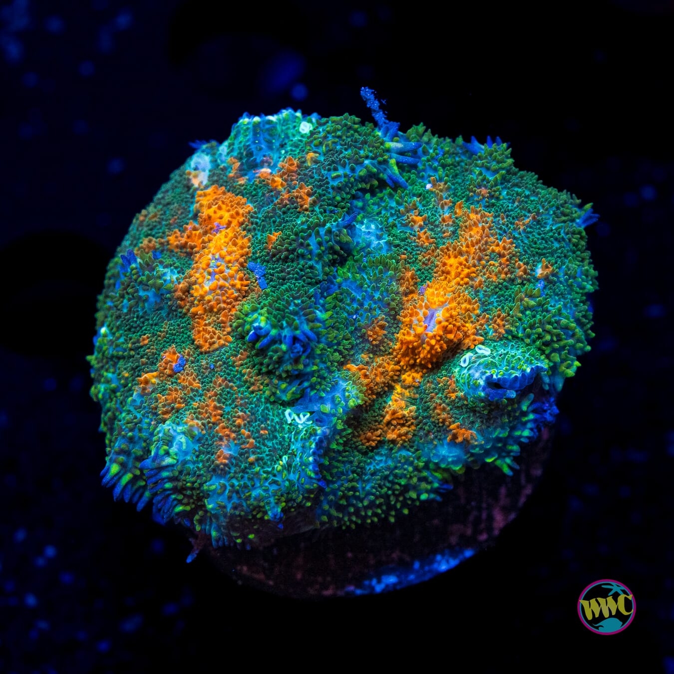 Sunburn Rhodactis Mushroom - Actinic Photo