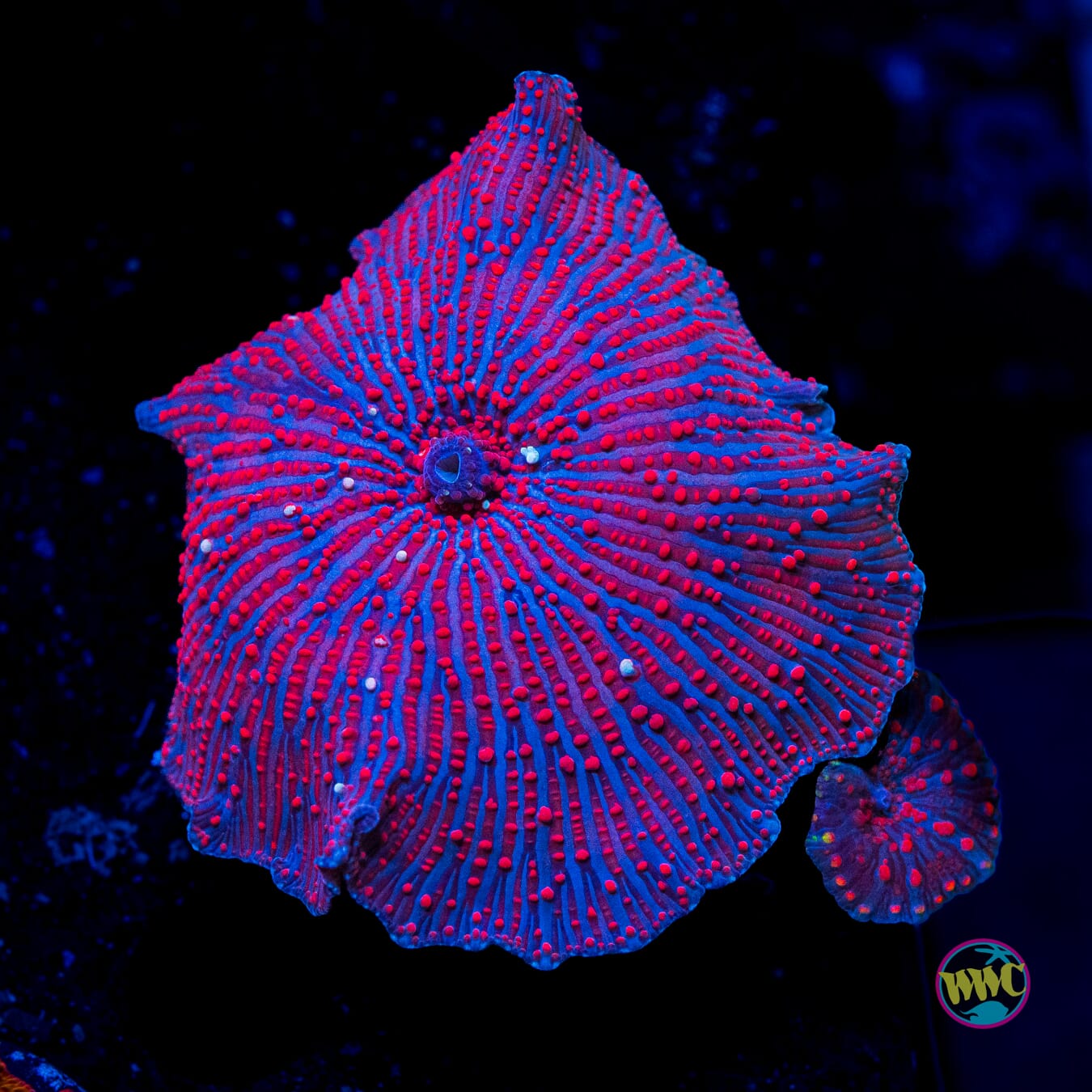 Demon Zebra Disco Mushroom - Actinic Photo