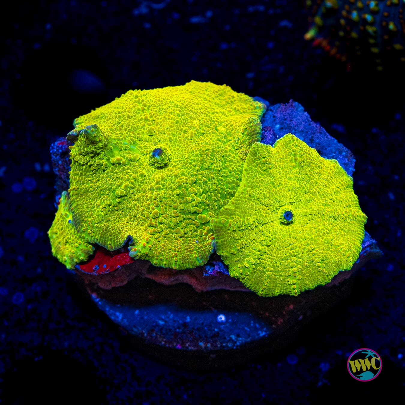 Toxitron Disco Mushroom - Actinic Photo