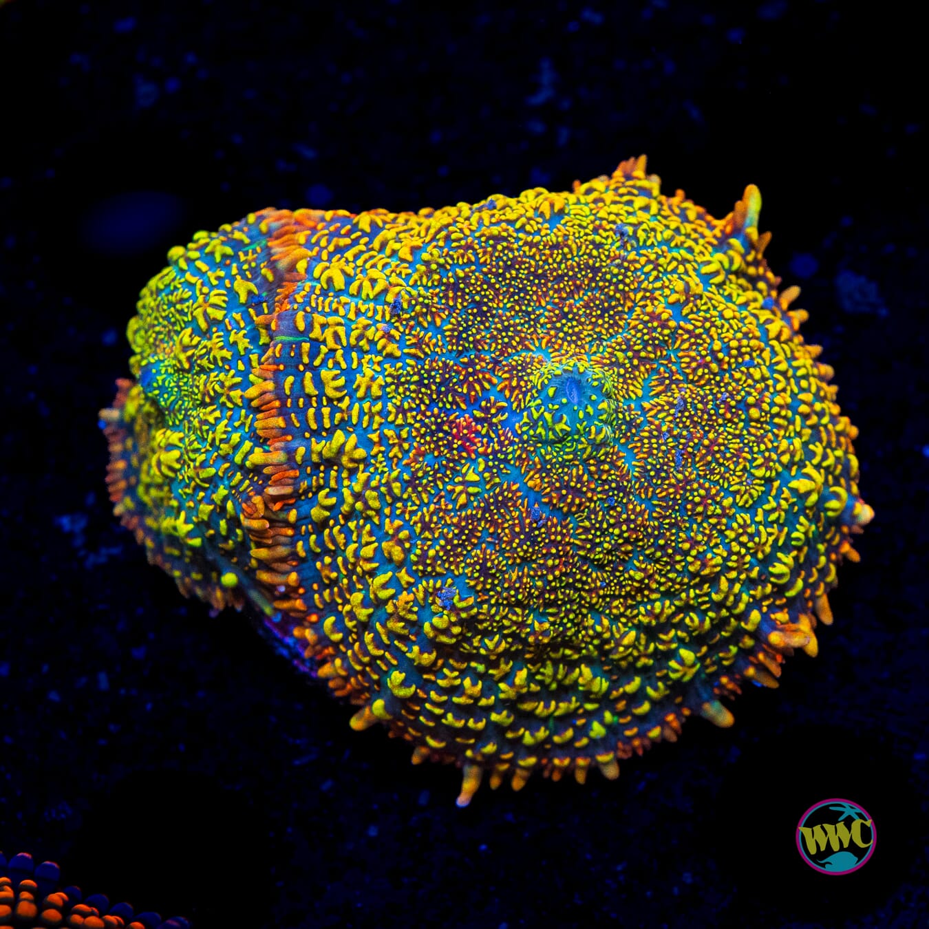 WWC Maui Sunset Rhodactis Mushroom - Actinic Photo