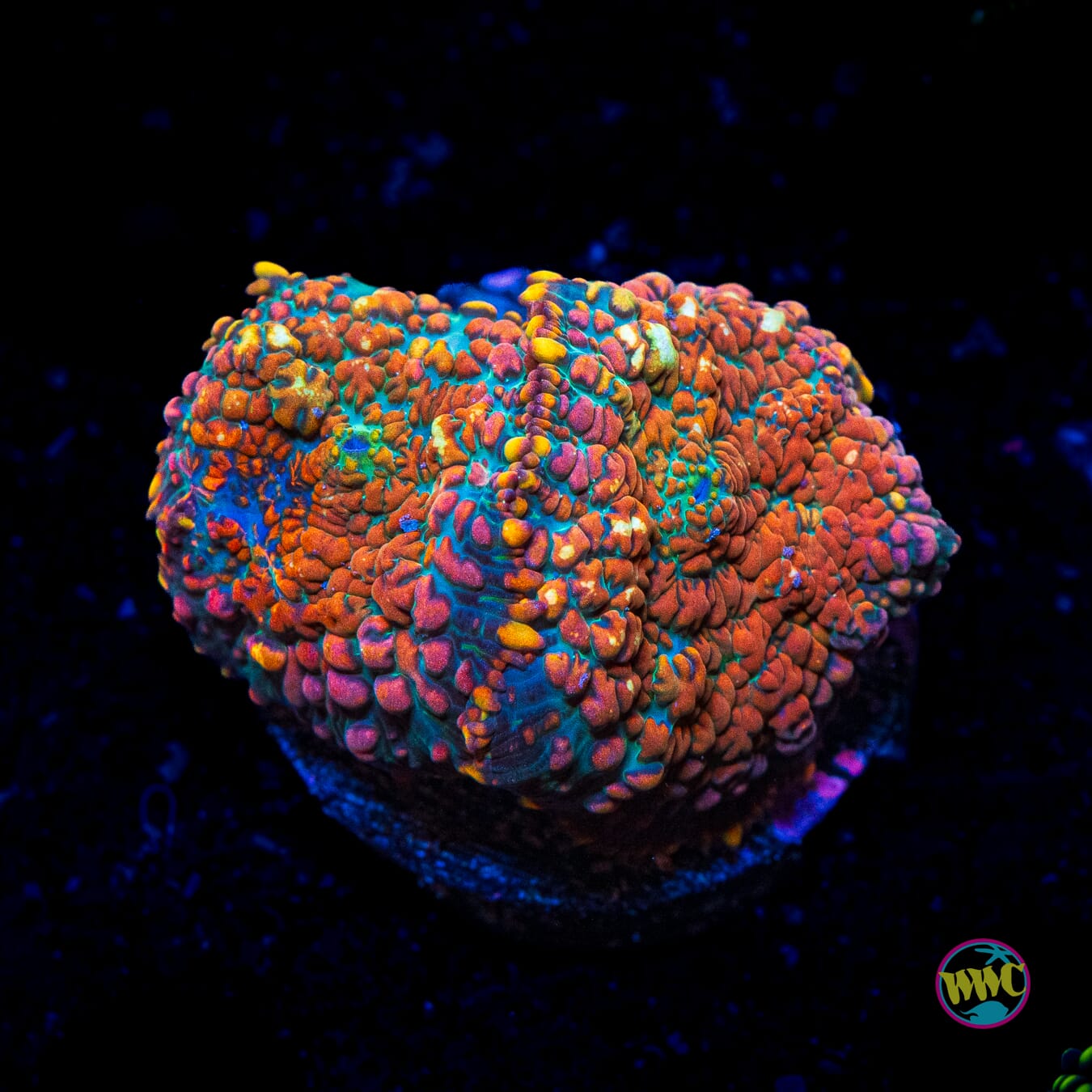 Rainbow Rhodactis Mushroom - Actinic Photo