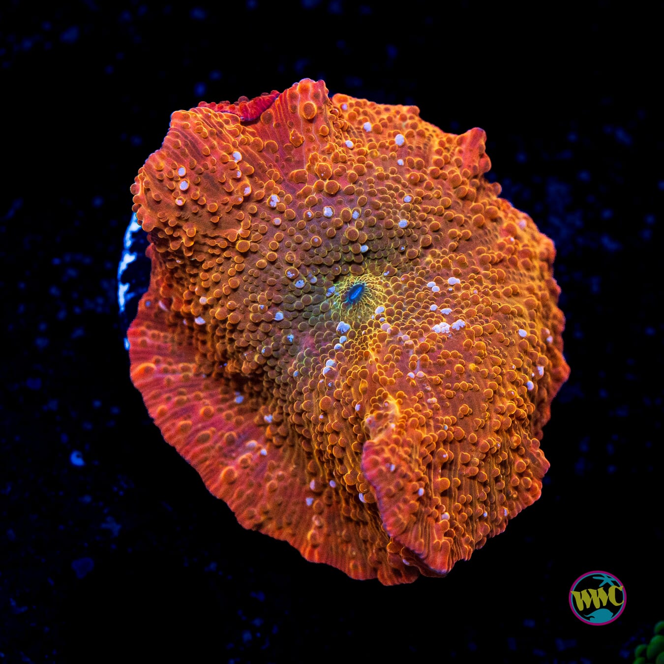 Trojan Horse Disco Mushroom - Actinic Photo