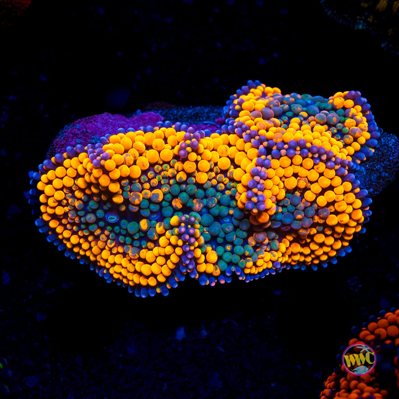 Serendipity Ricordea Mushroom - Actinic Photo