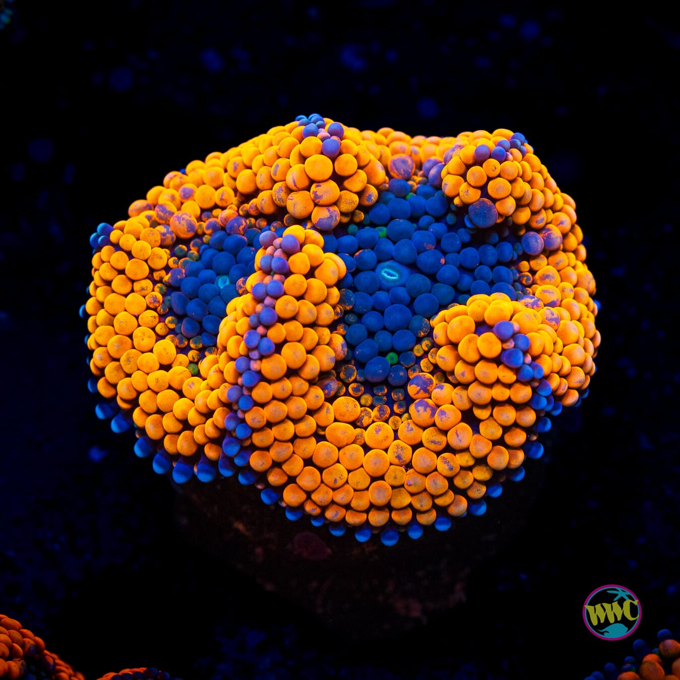 Blueberries and Oranges Ricordea Mushroom - Actinic Photo