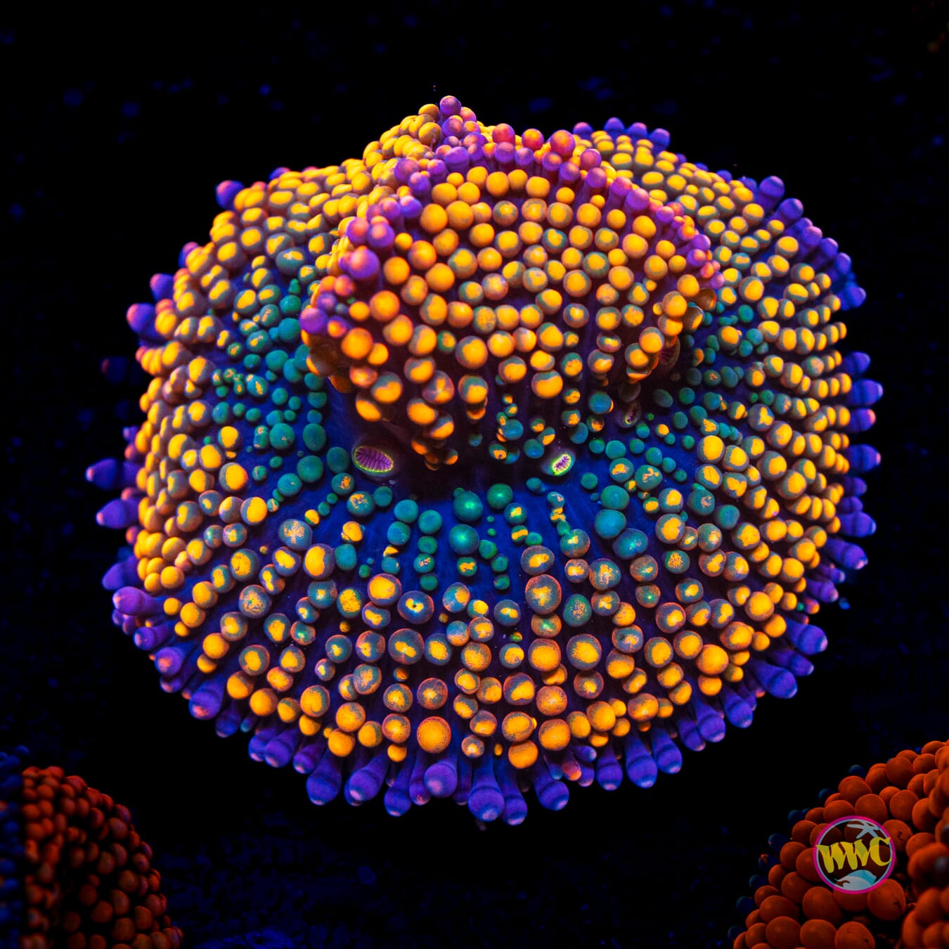 Tangerine Tie Dye Ricordea Mushroom - Actinic Photo