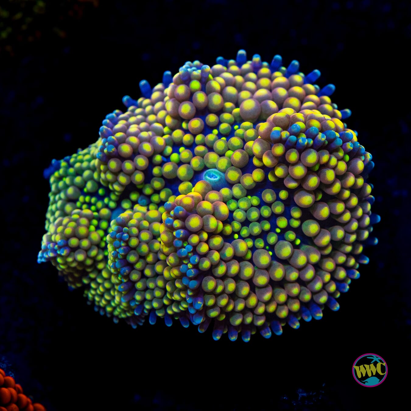 Pink Lemonade Ricordea Mushroom - Actinic Photo