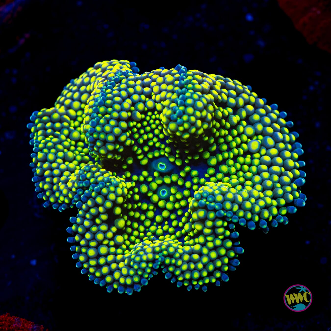 Nuclear Neon Ricordea Mushroom - Actinic Photo