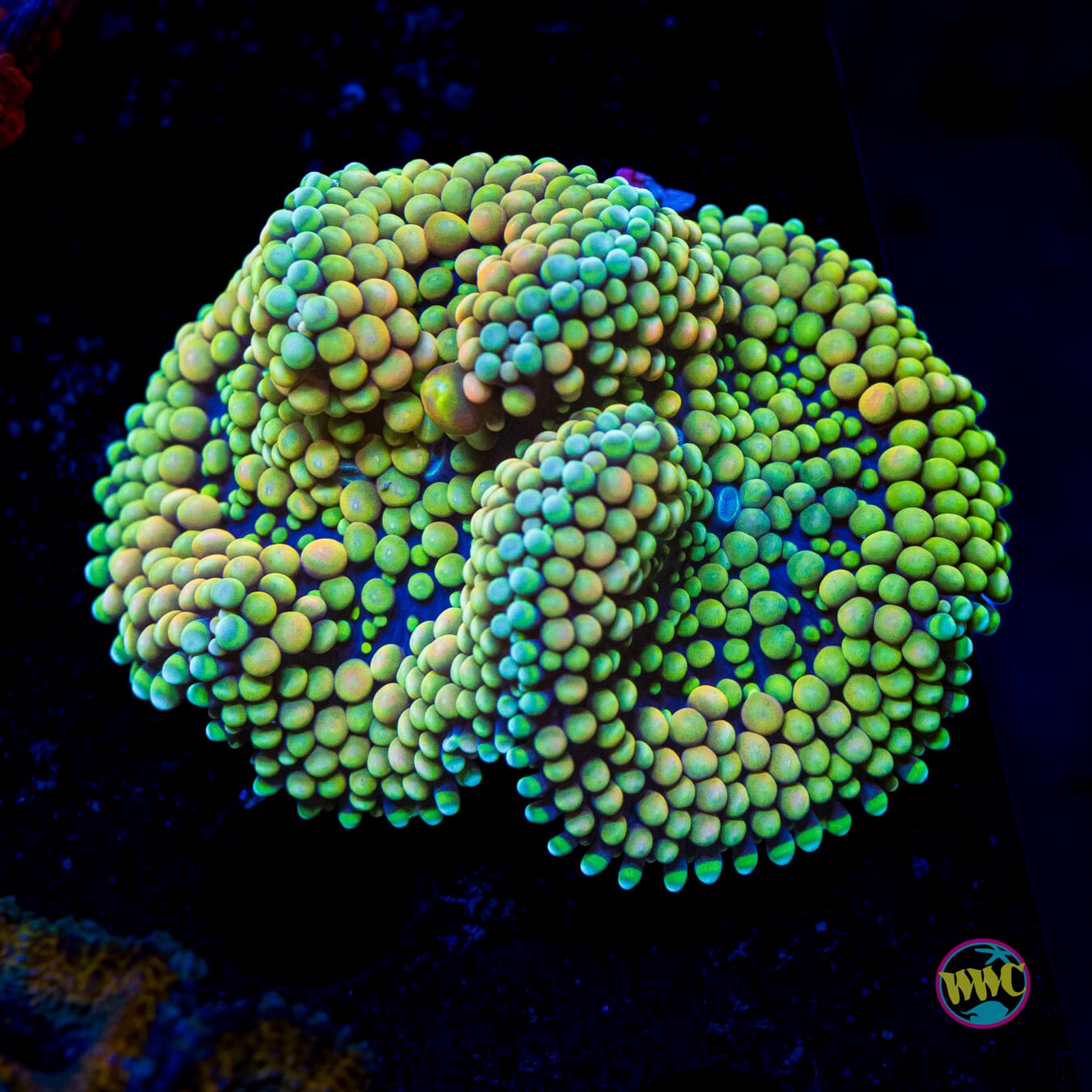 Grapefruit Gummy Ricordea Mushroom - Actinic Photo