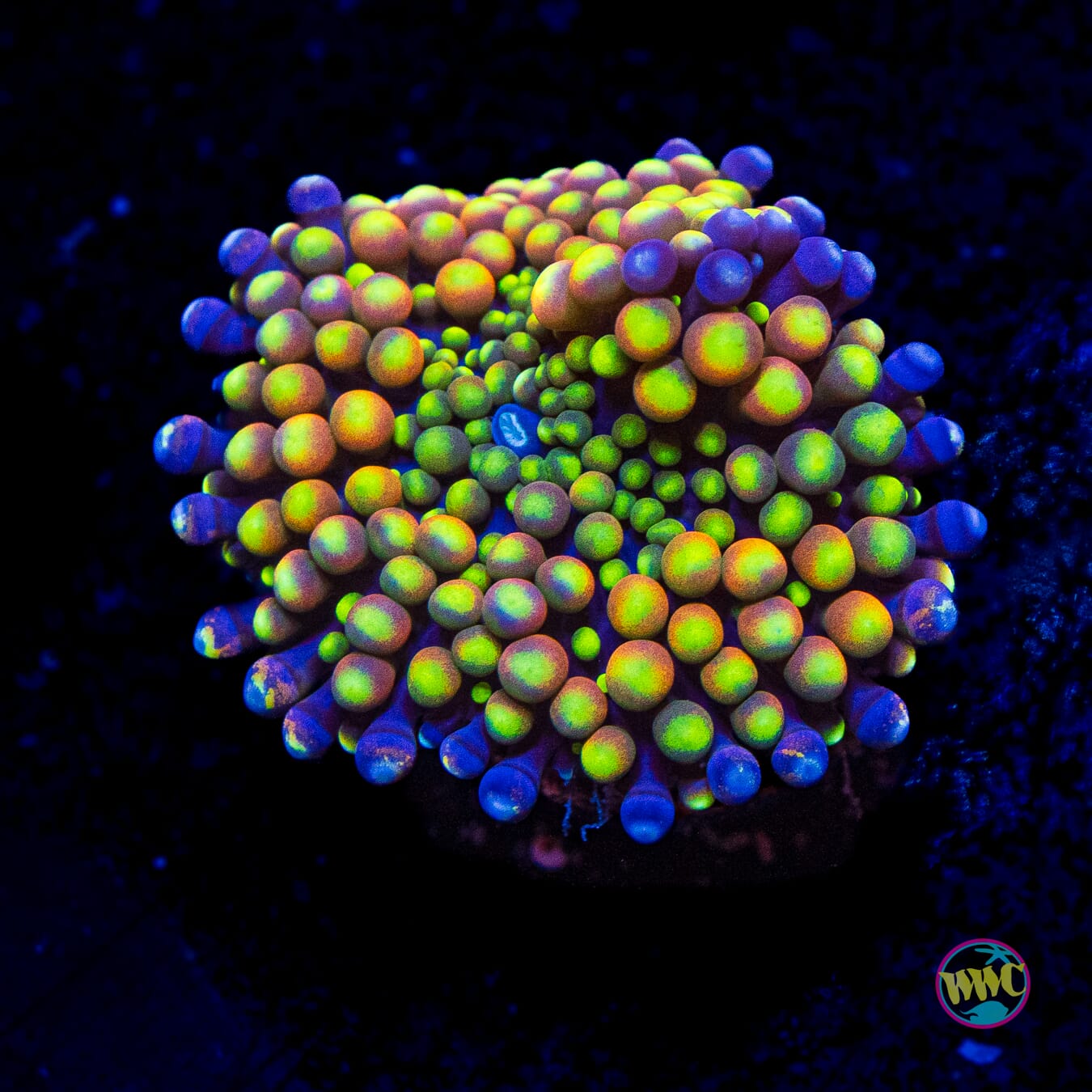 Blueberry Rainbow Ricordea Mushroom - Actinic Photo