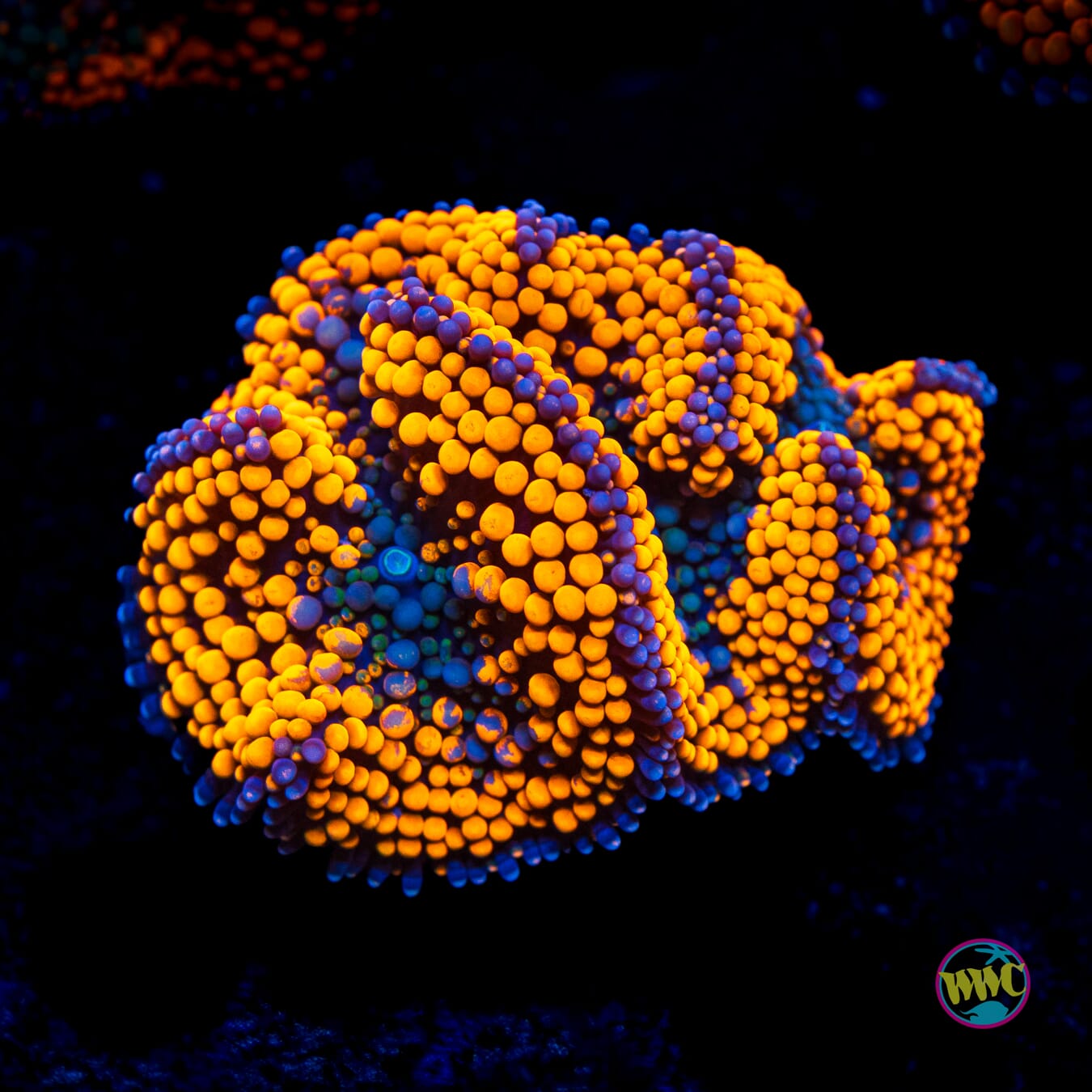 Citrus Bomb Ricordea Mushroom - Actinic Photo