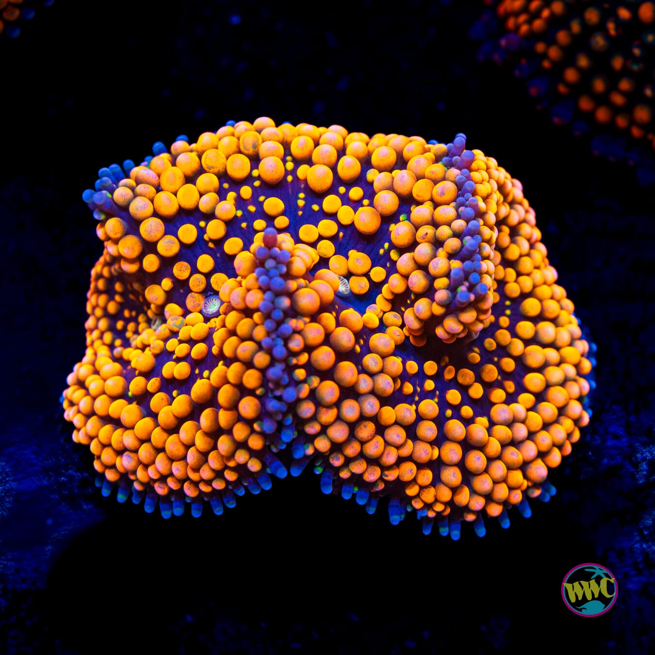 Grapetini Ricordea Mushroom - Actinic Photo