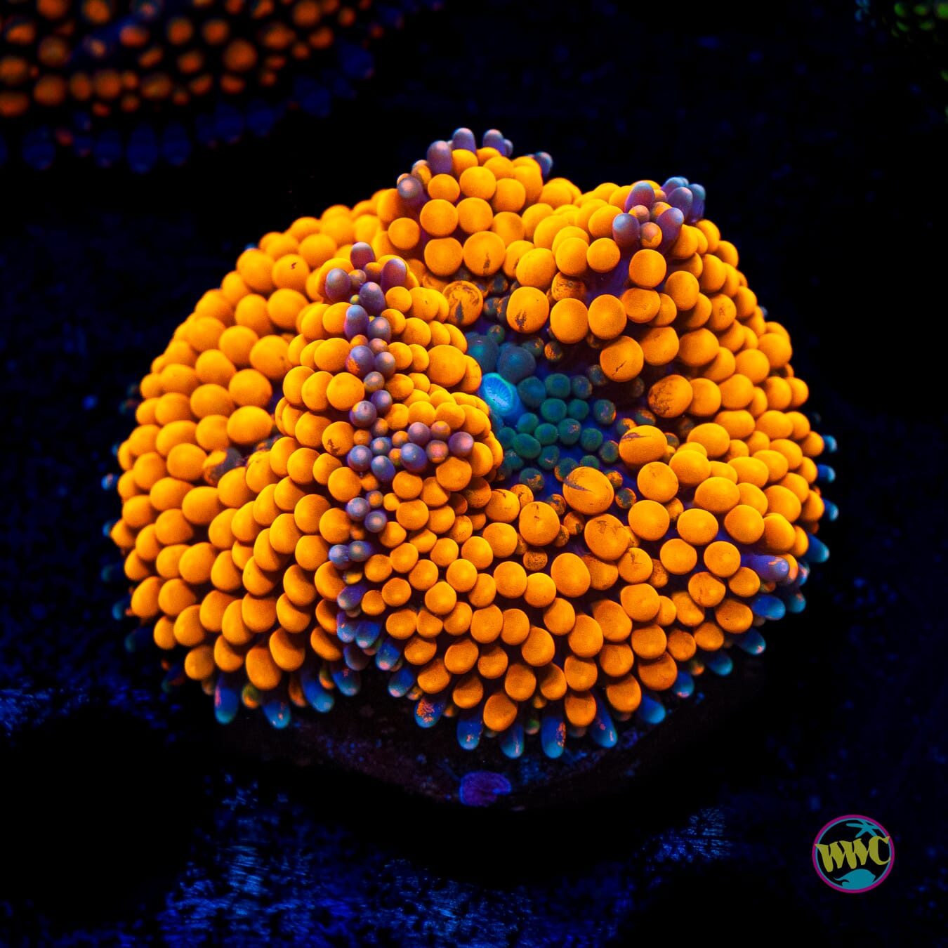 Tangerine Bliss Ricordea Mushroom - Actinic Photo