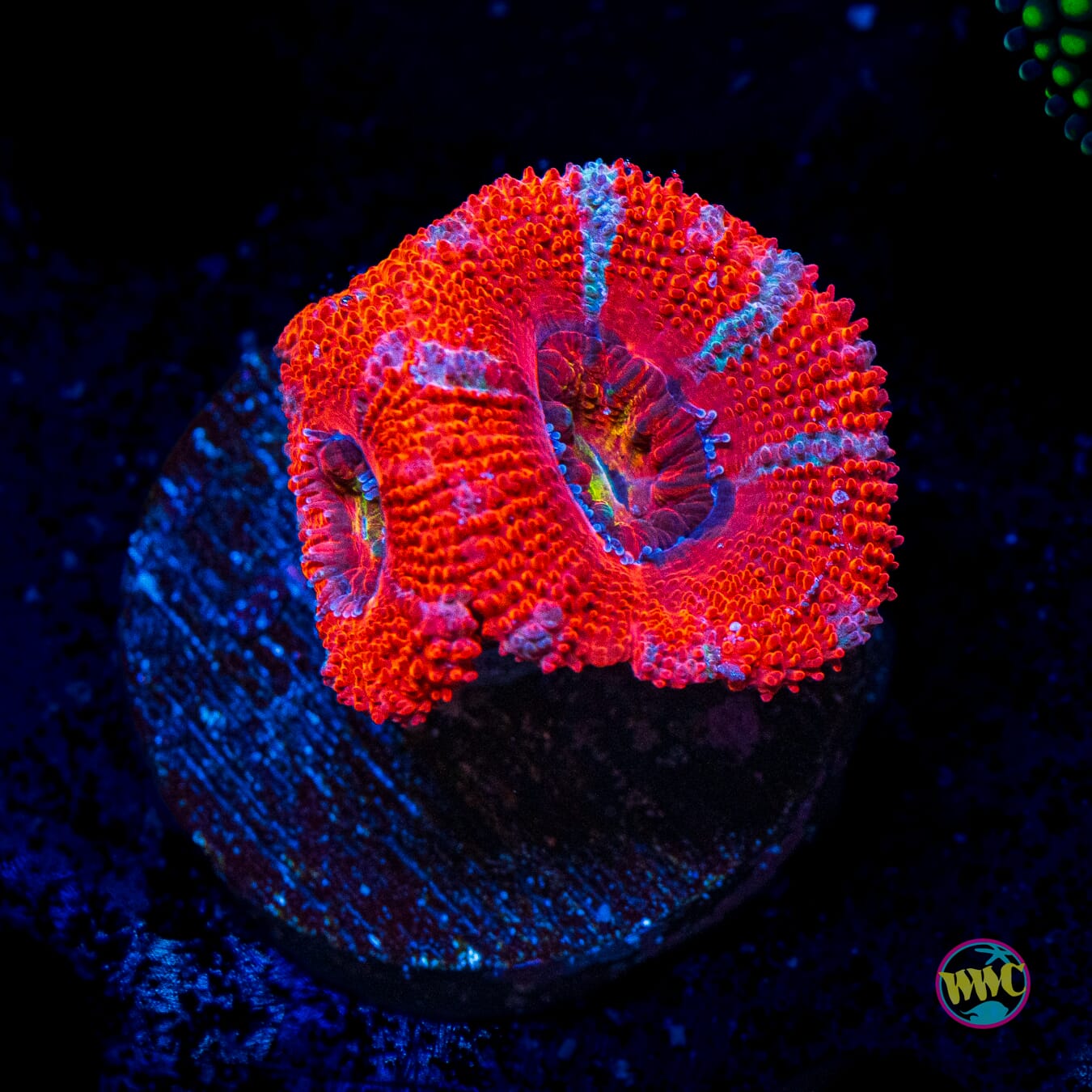 WWC Lava Burst Aussie Lord - Actinic Photo