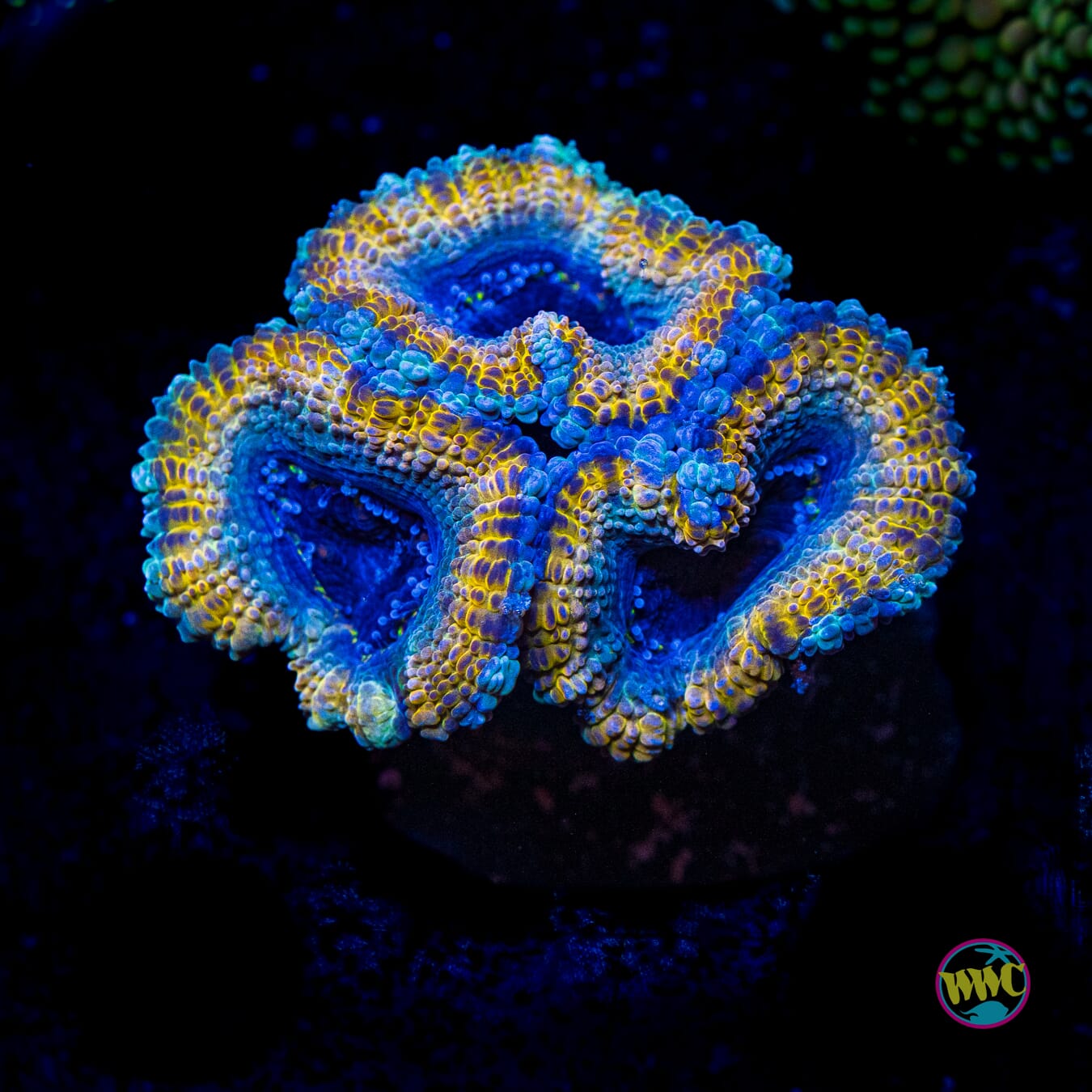 Desert Storm Aussie Lord - Actinic Photo