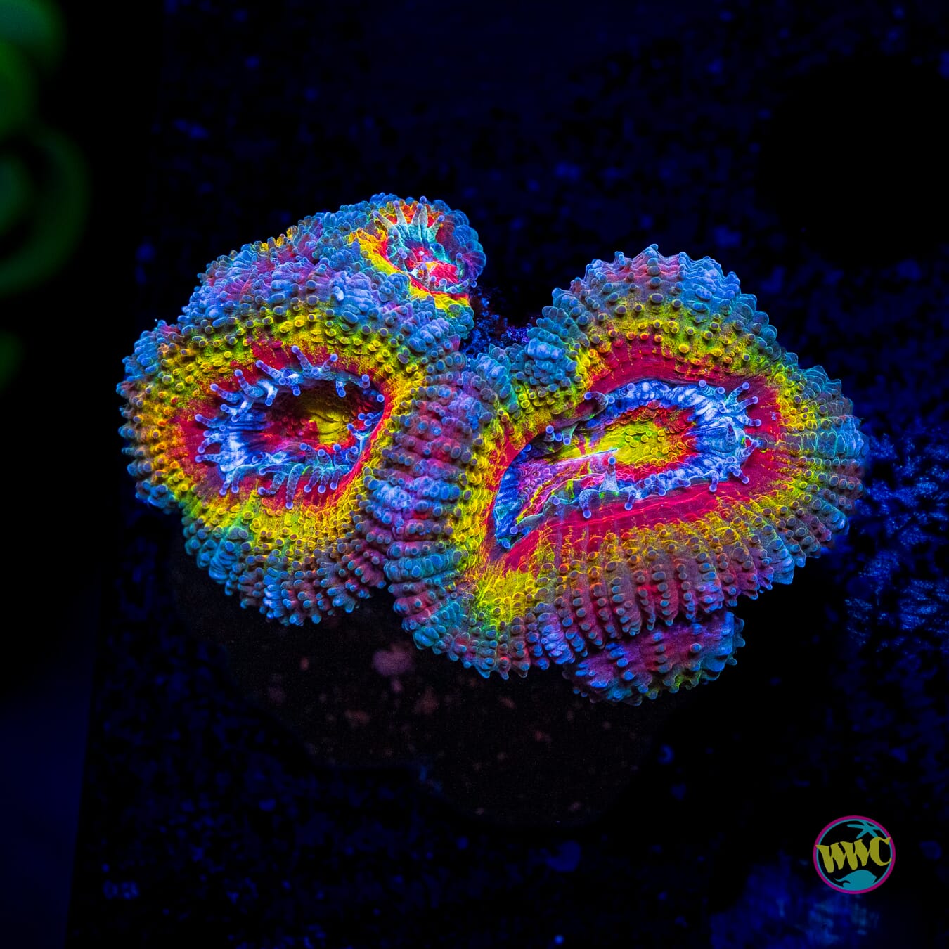 Heart Attack Aussie Lord - Actinic Photo