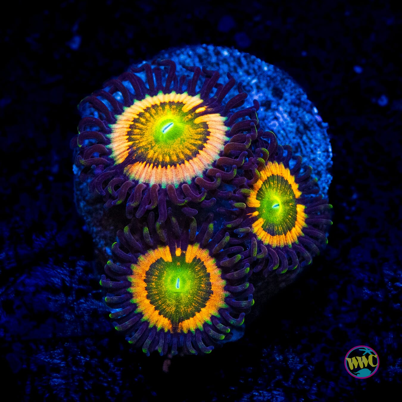 Citrus Cooler Zoanthids - Actinic Photo