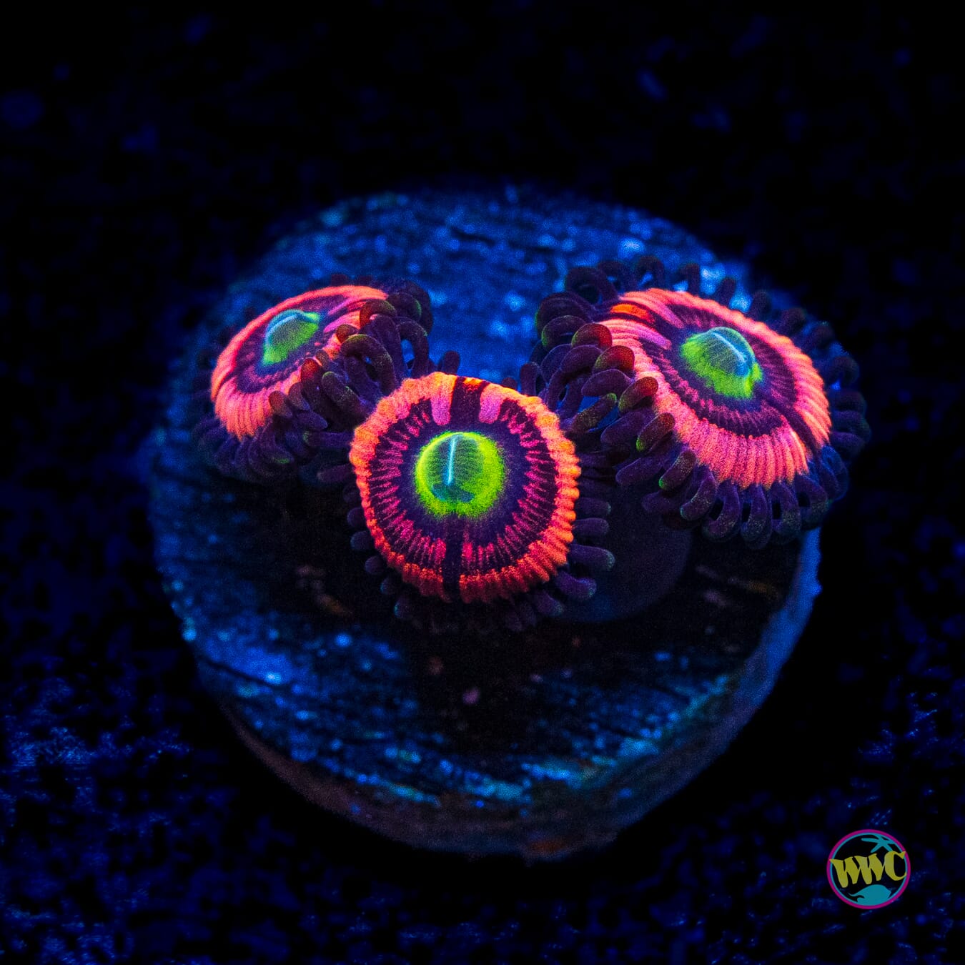 WWC Ultimate Bubble Gum Pink Zoanthids - Actinic Photo