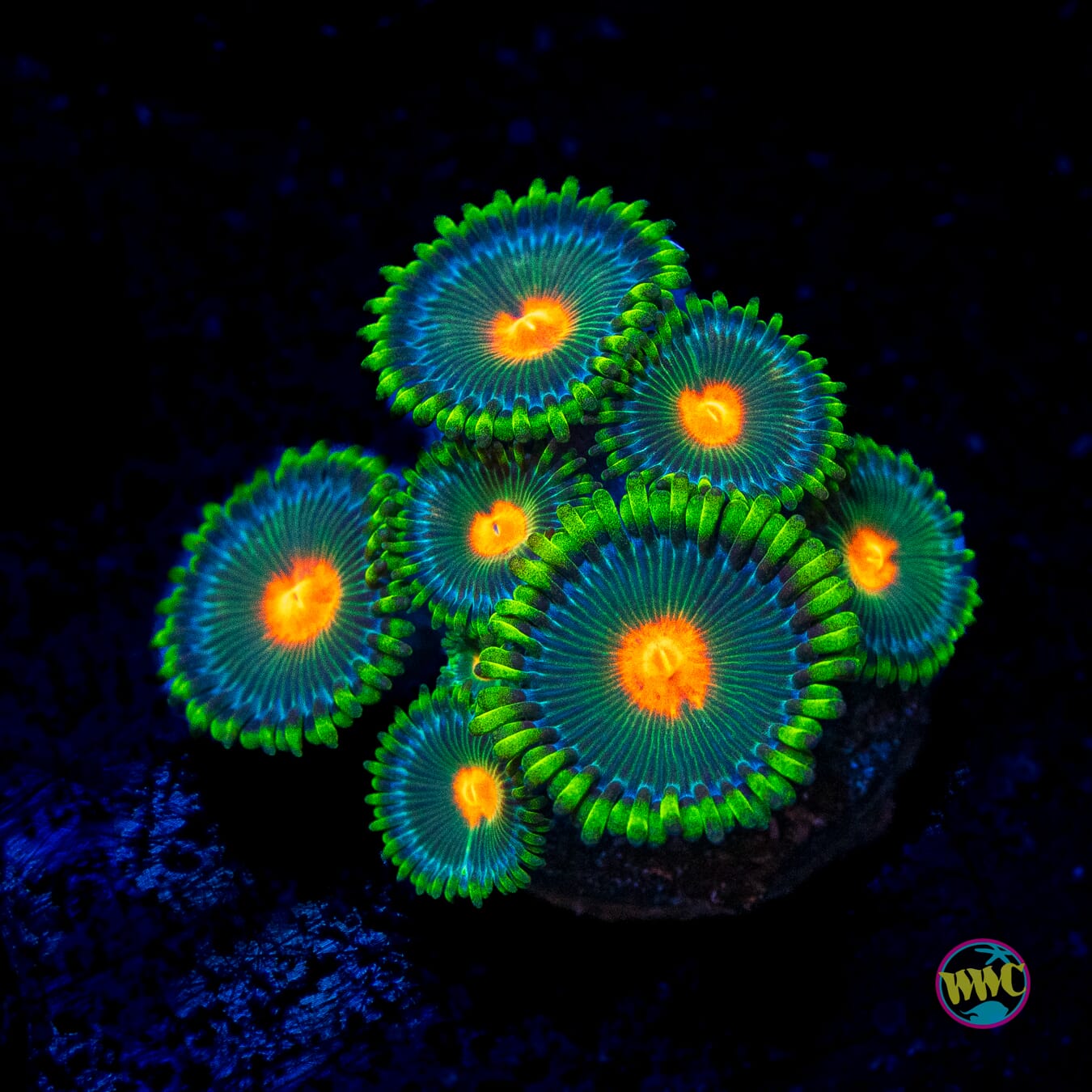 WWC Campfire Zoanthids - Actinic Photo