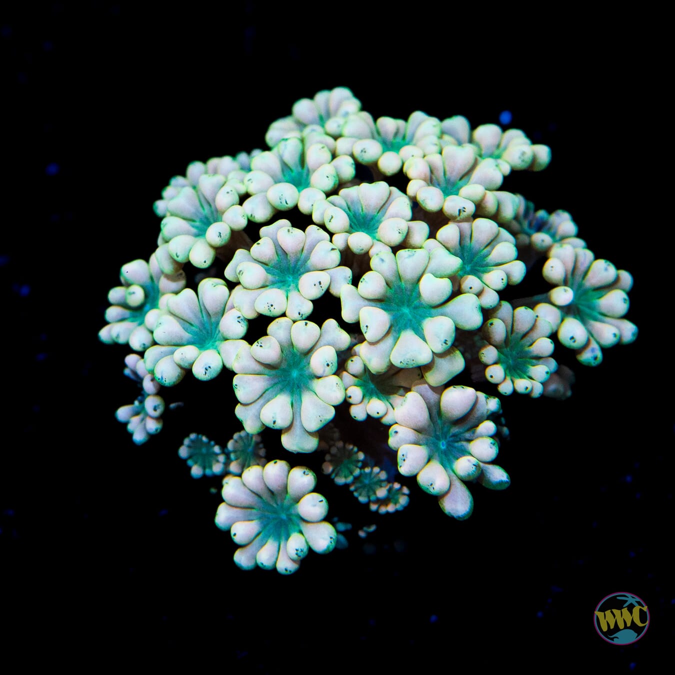 Emerald Hologram Alveopora - Daylight Photo