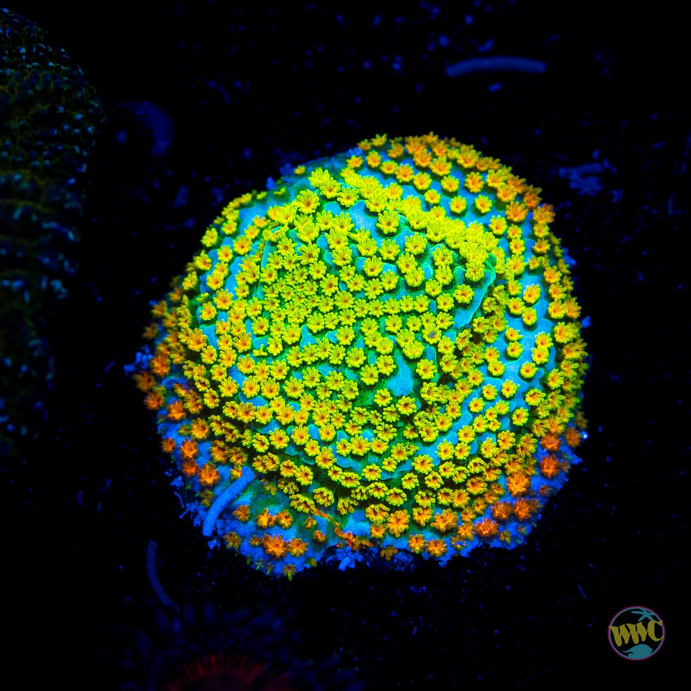 Jason Fox Fruity Pebbles Montipora - Daylight Photo