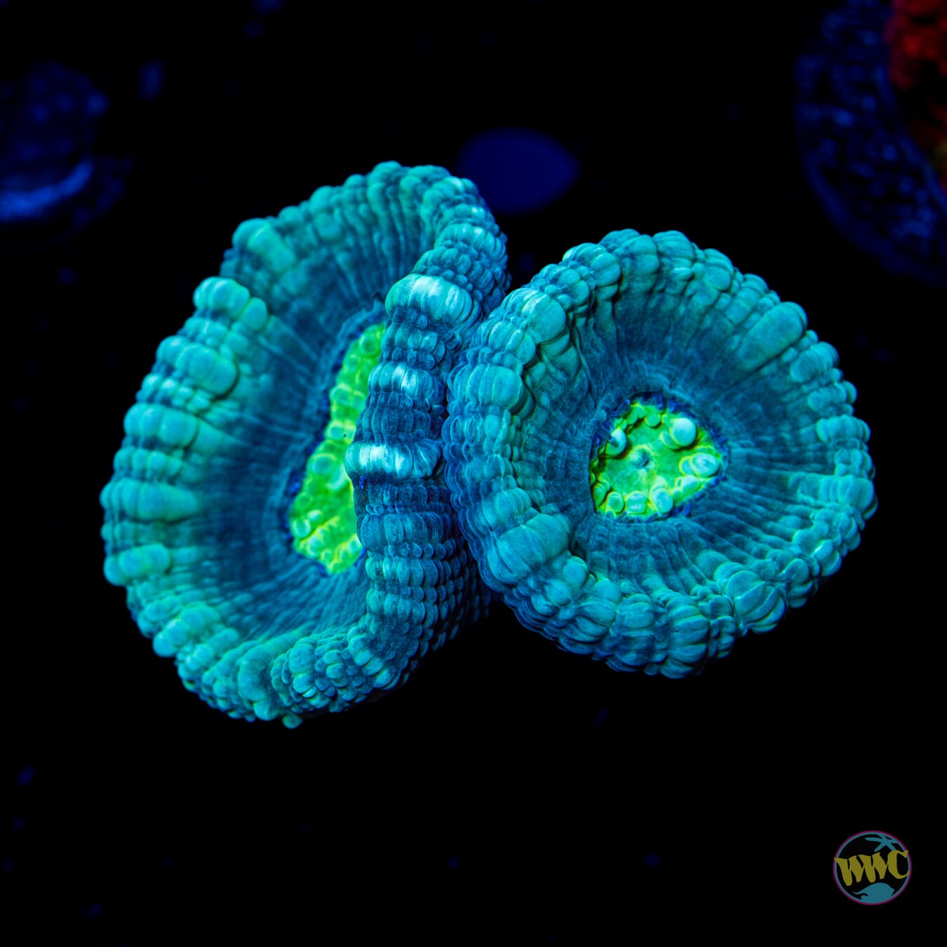 Turquoise Candy Cane Coral - Daylight Photo