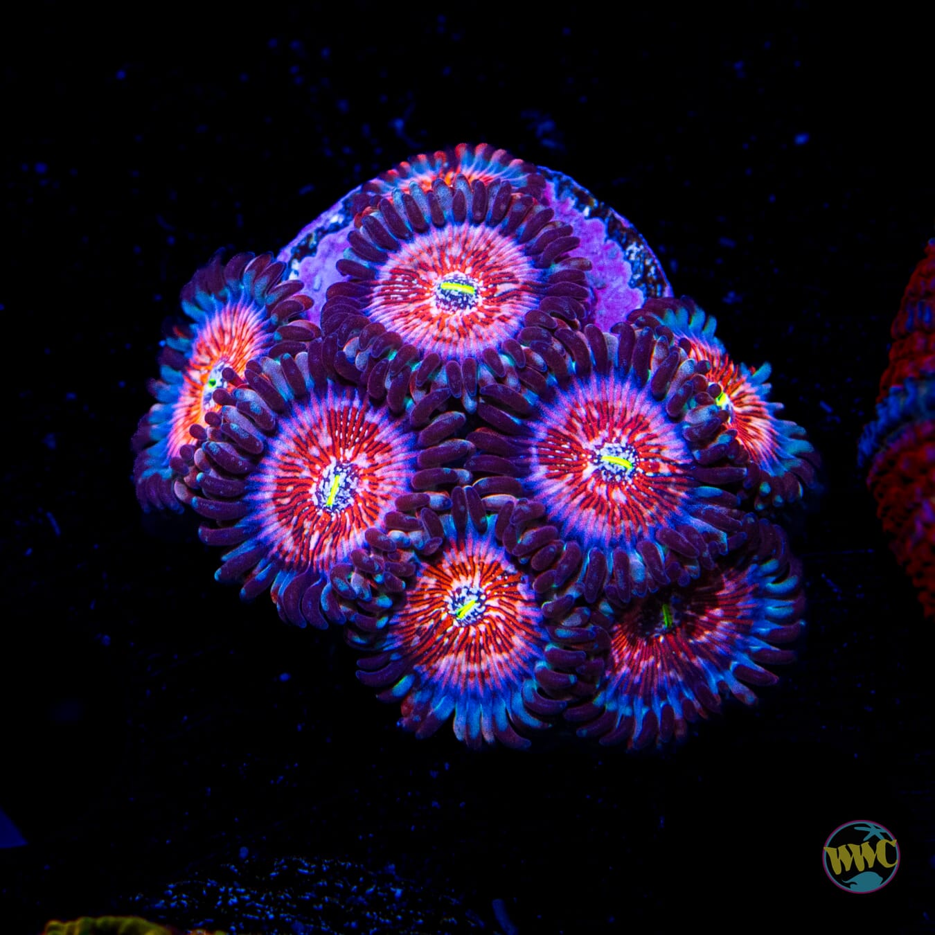 Seduction Zoanthids - Daylight Photo