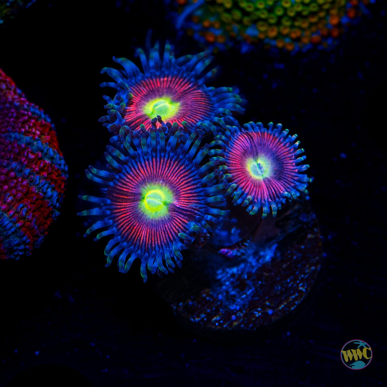 Peacock Pink Zoanthids - Daylight Photo