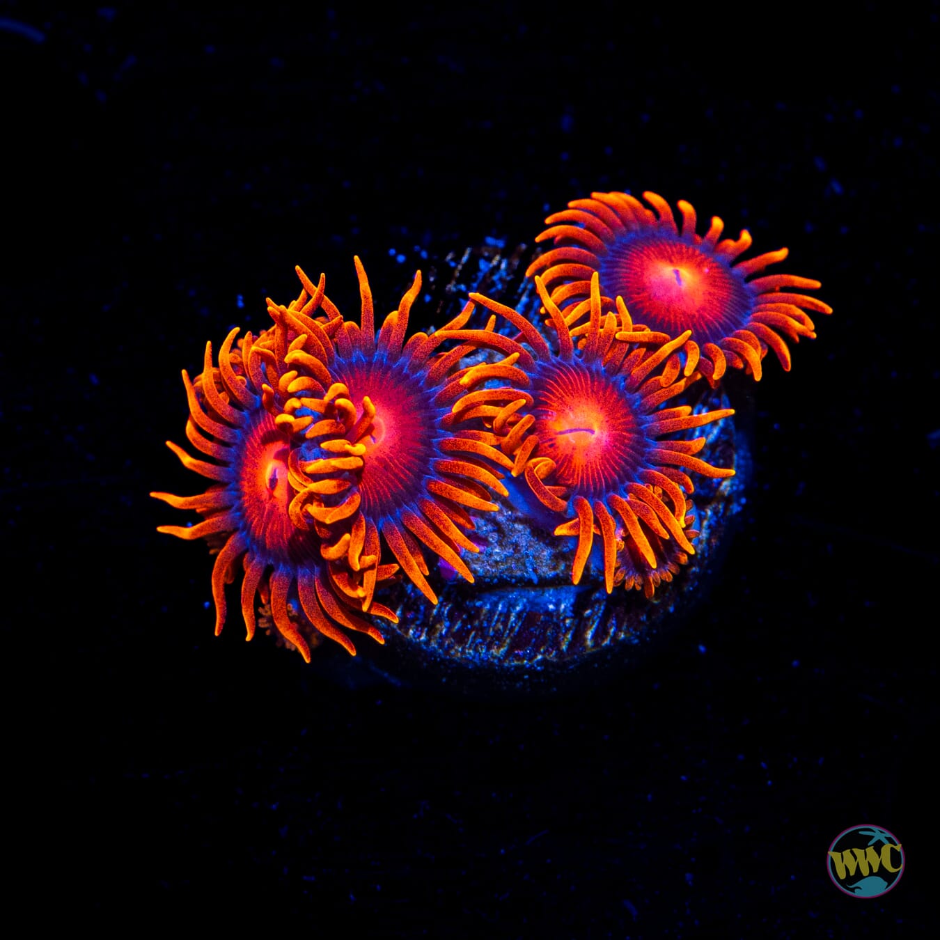 Bam Bamz Zoanthids - Daylight Photo