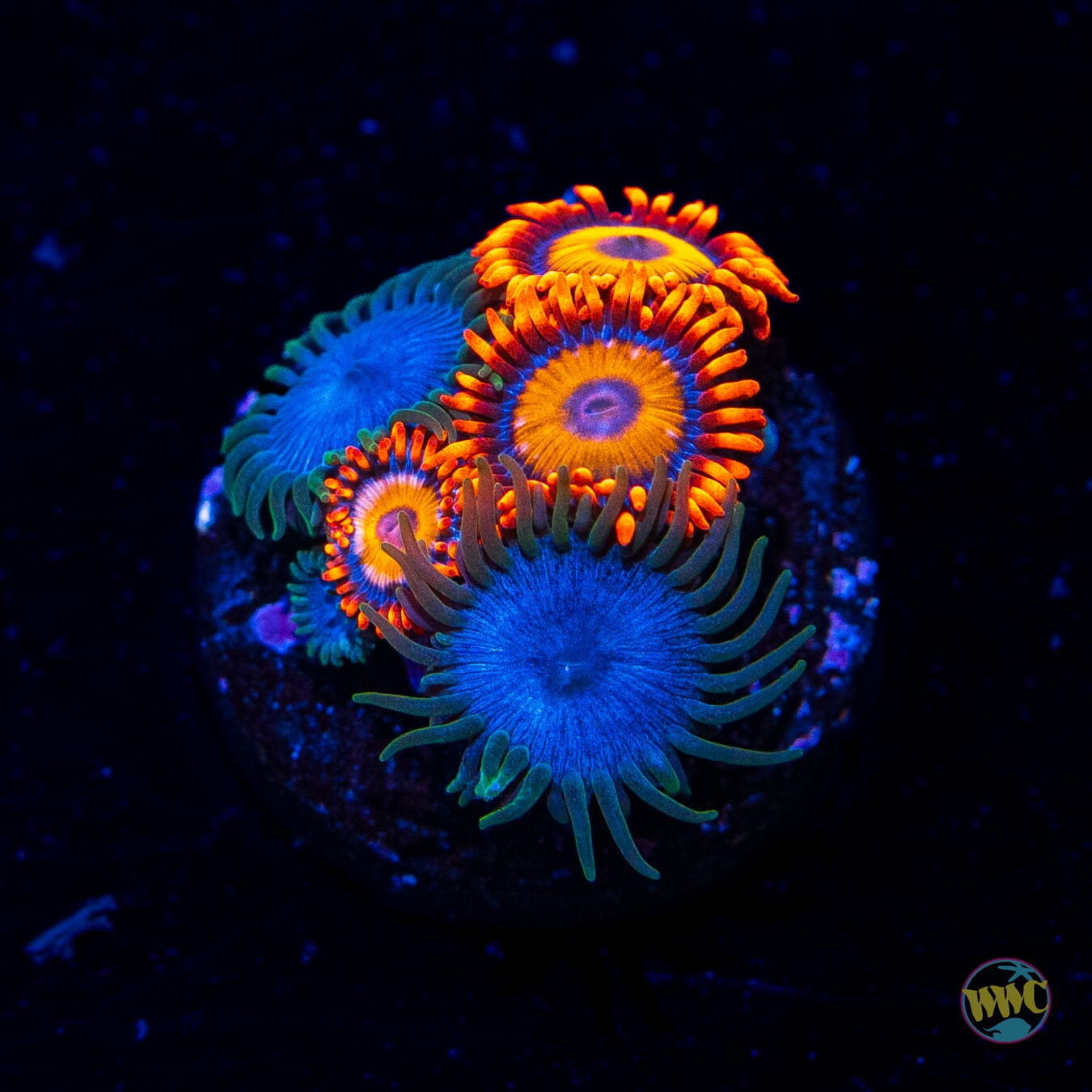 WWC Lich Kings and Oxide Combo Zoanthids - Daylight Photo