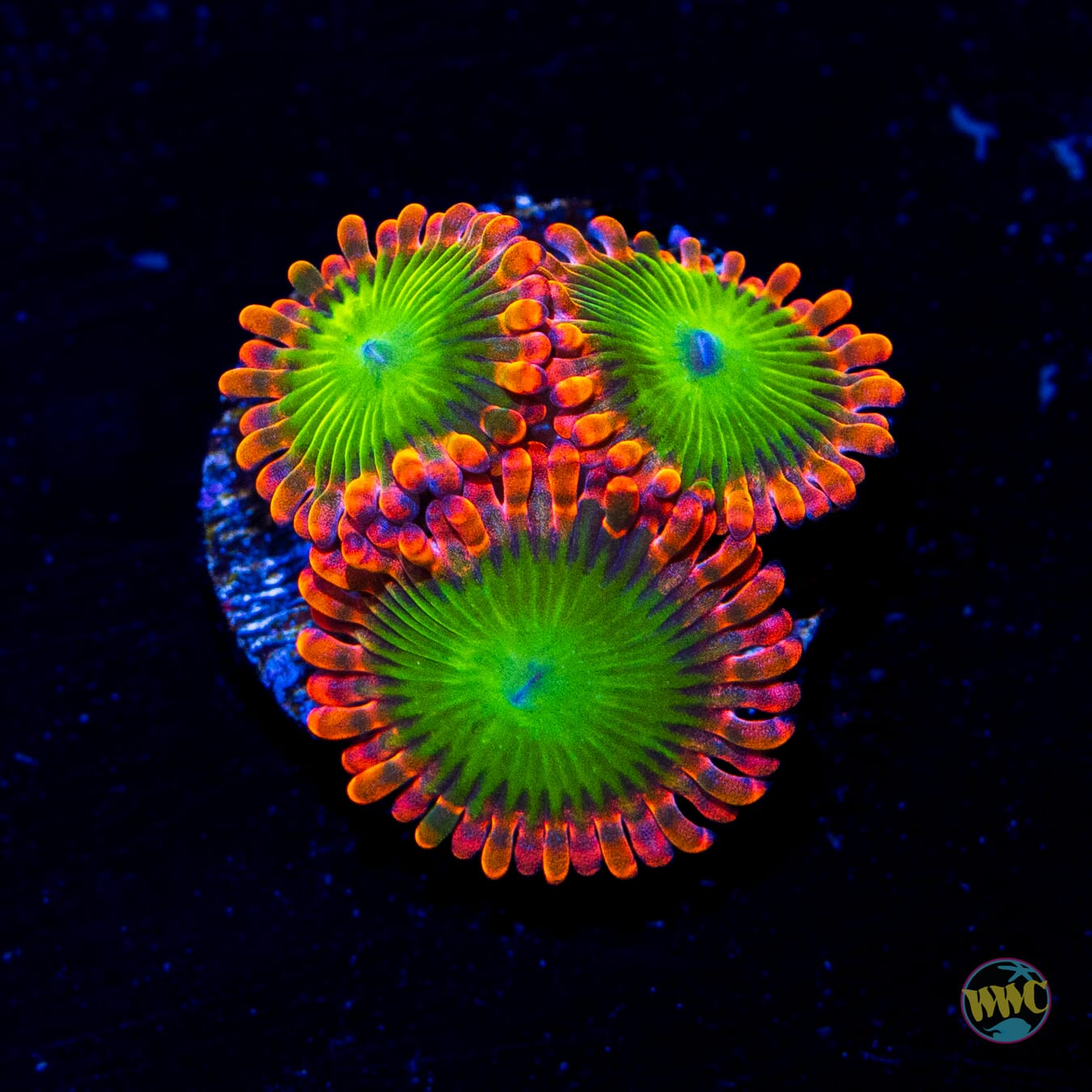 Oompa Loompa Zoanthids - Daylight Photo