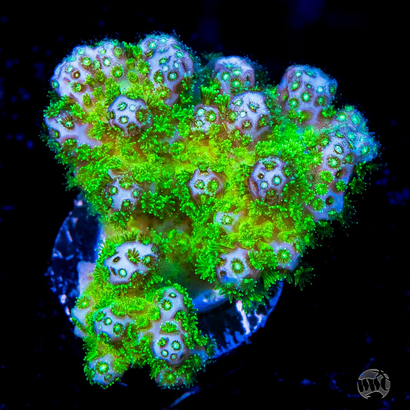 WWC Fallout Pocillopora Coral