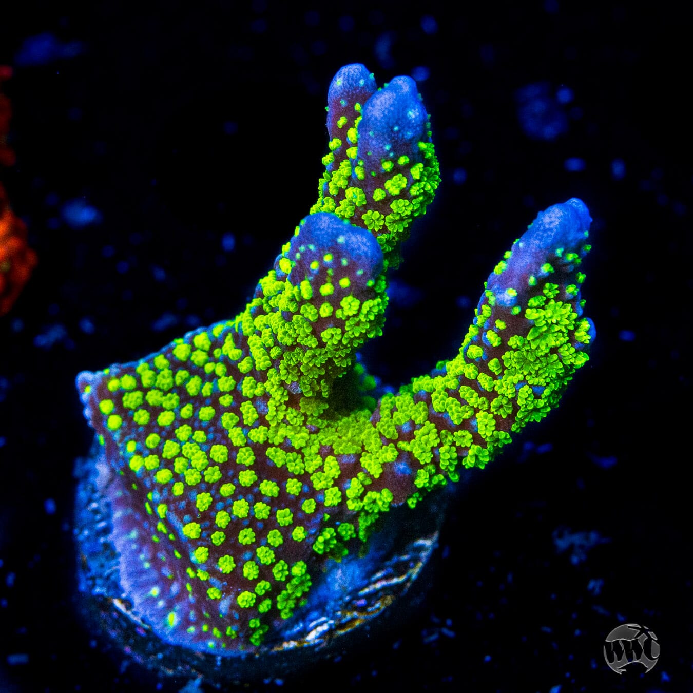 Jason Fox Purple Tide Montipora Coral