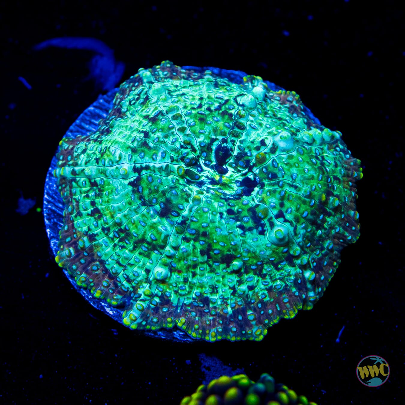 Green Iguana Disco Mushroom - Daylight Photo