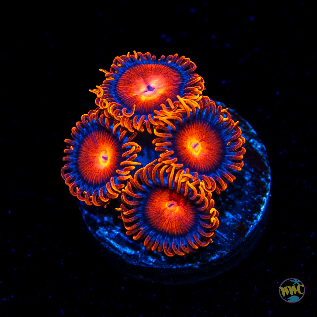 Bam Bamz Zoanthids - Daylight Photo