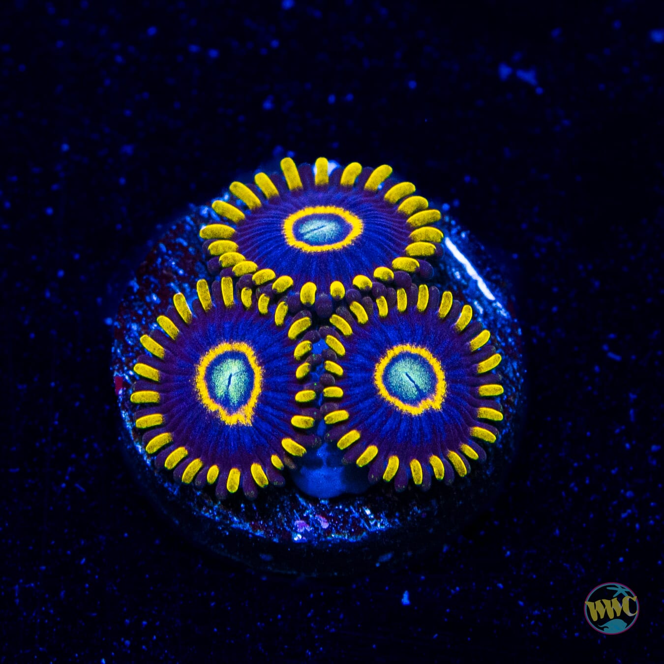 Blue Hornet Zoanthids - Daylight Photo