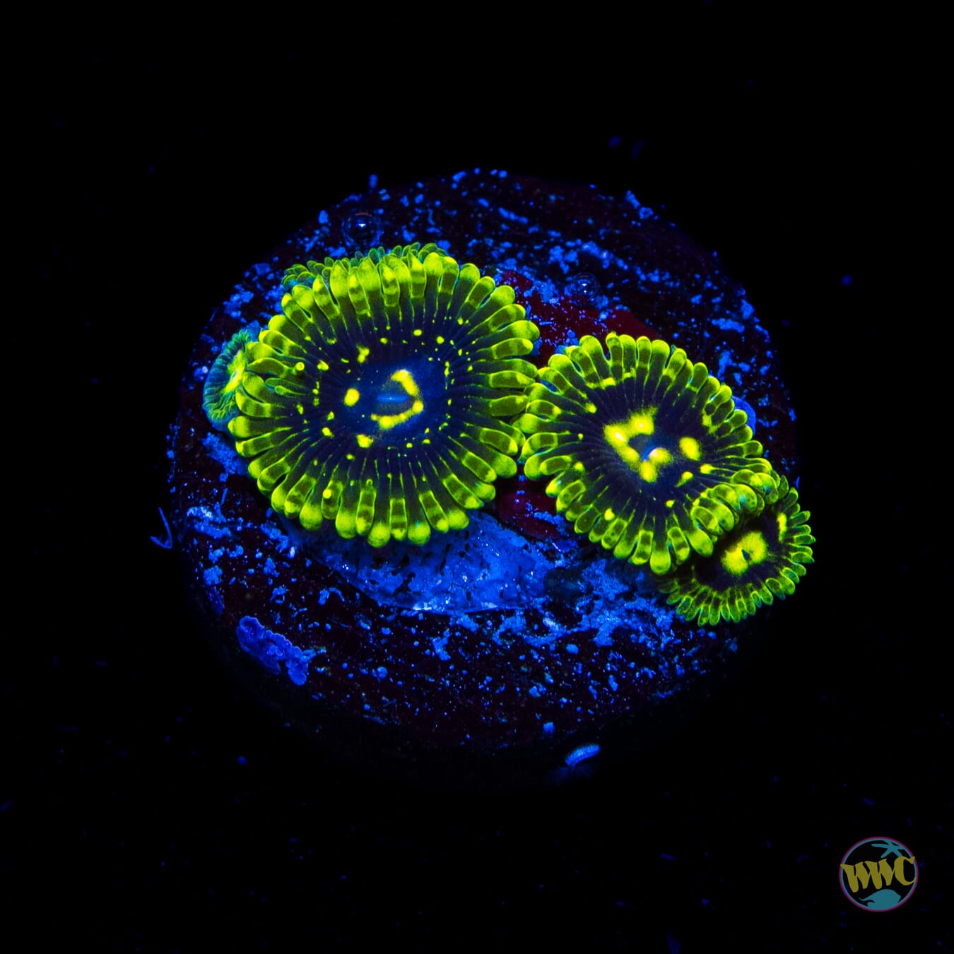 Exosphere Zoanthids - Daylight Photo