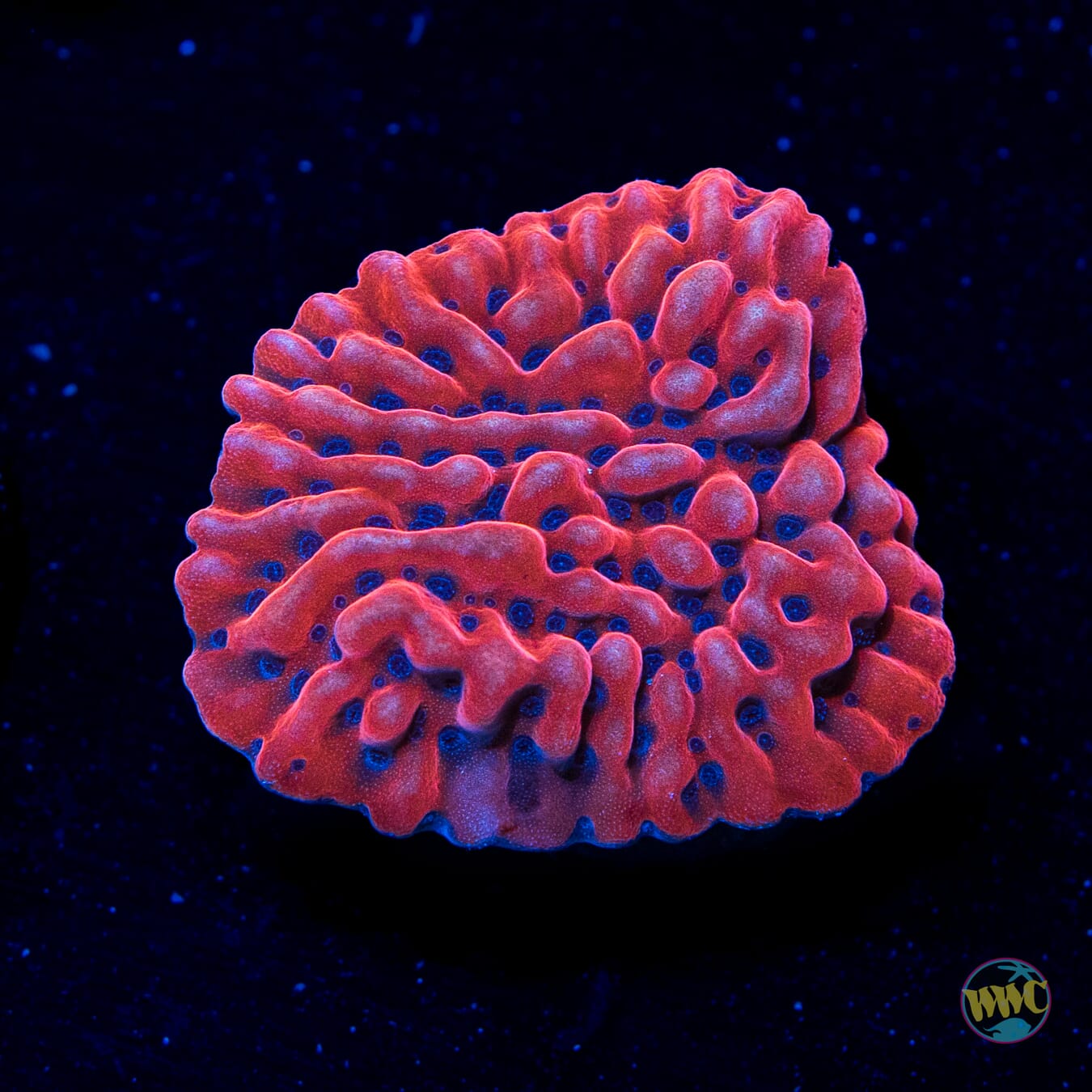 Jason Fox Slow Burner Montipora - Daylight Photo