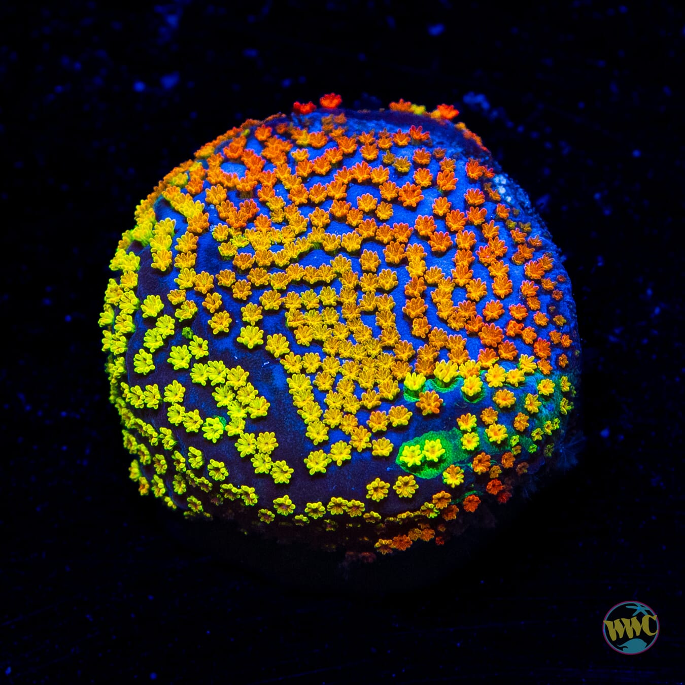 Jason Fox Grafted Rainbow Montipora - Daylight Photo