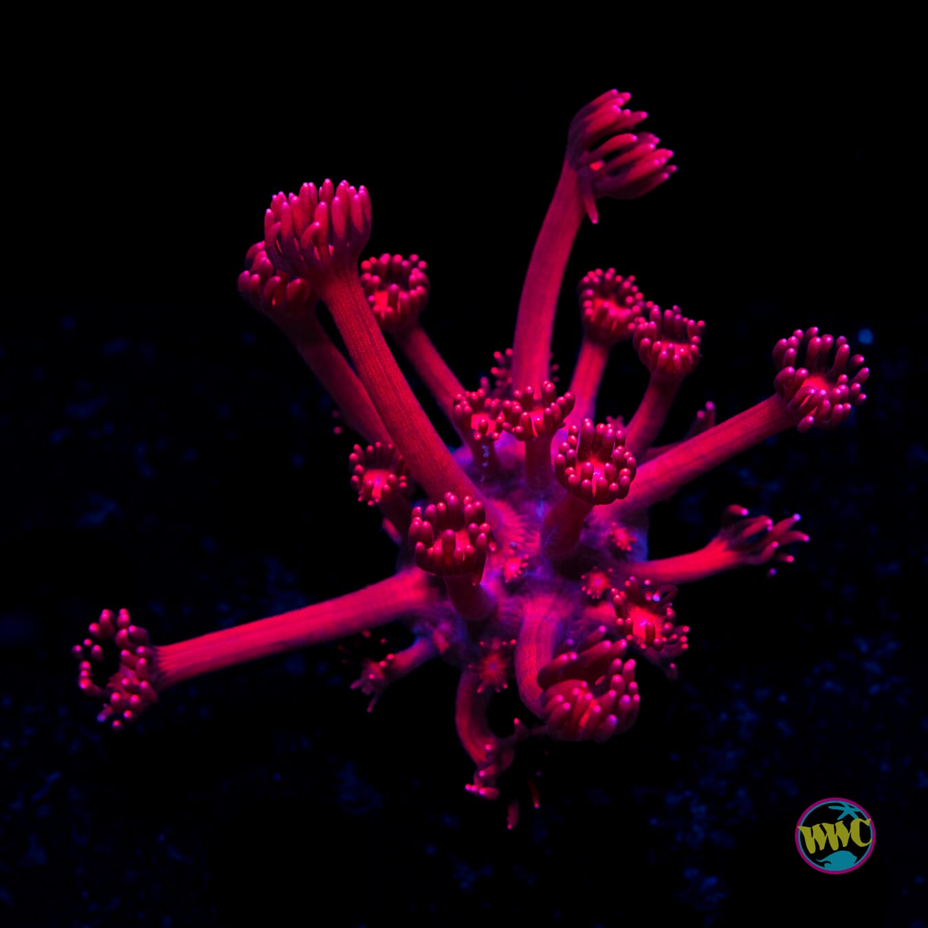 WWC Cherry Red Goniopora - Actinic Photo