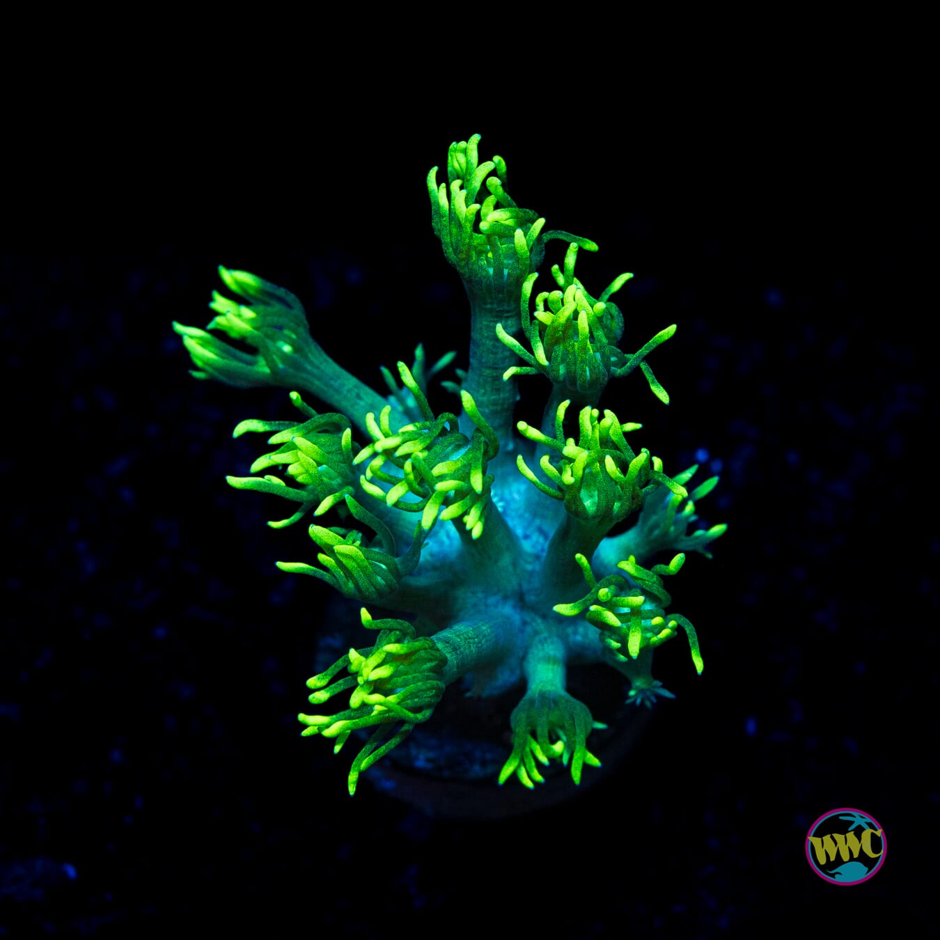 WWC Electrified Goniopora - Actinic Photo