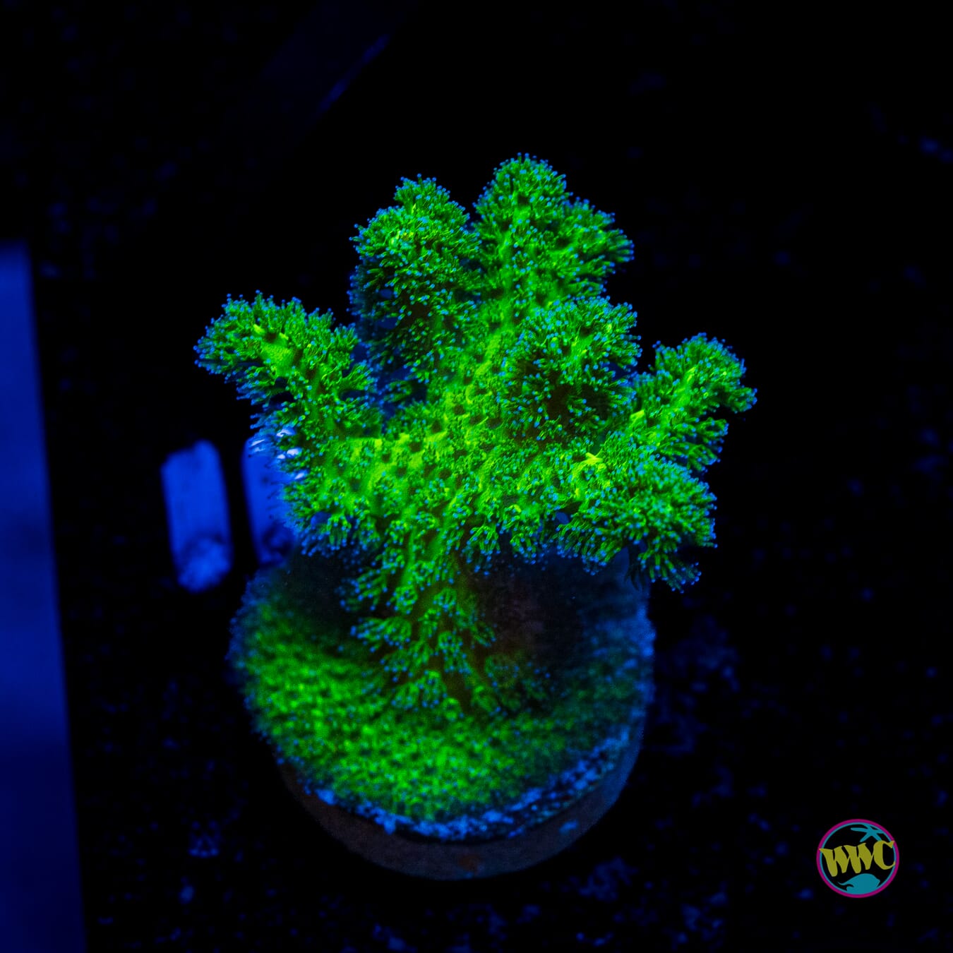 WWC Fantasy Island Pocillopora - Actinic Photo