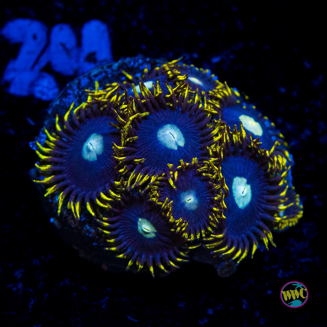 WWC Crown Royal Zoanthids - Actinic Photo