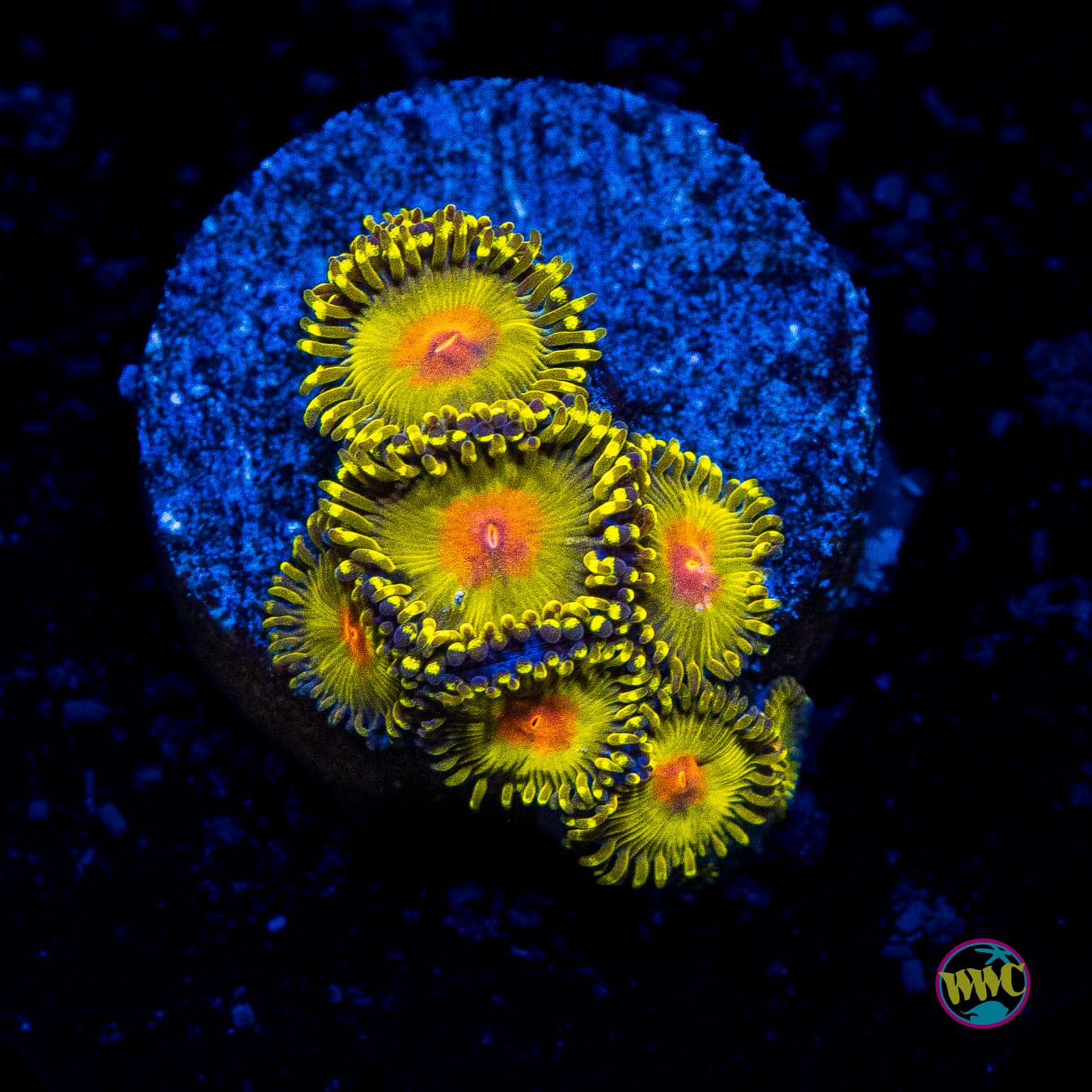 WWC Golden Gods Zoanthids - Actinic Photo