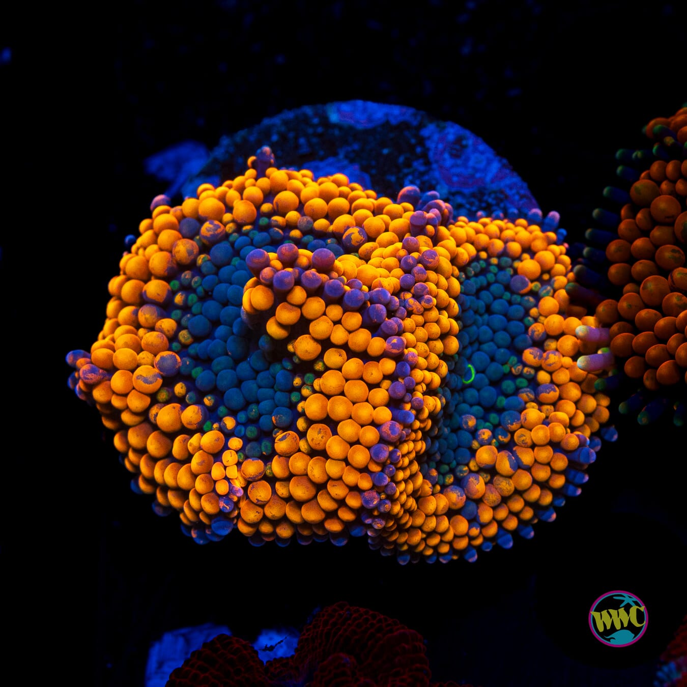 Citrus Cooler Ricordea Mushroom - Actinic Photo