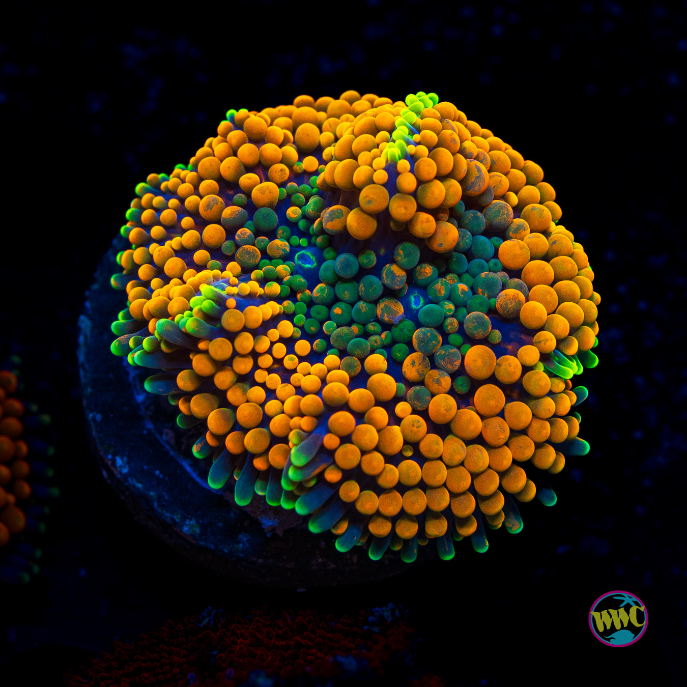 Tangerine Bliss Ricordea Mushroom