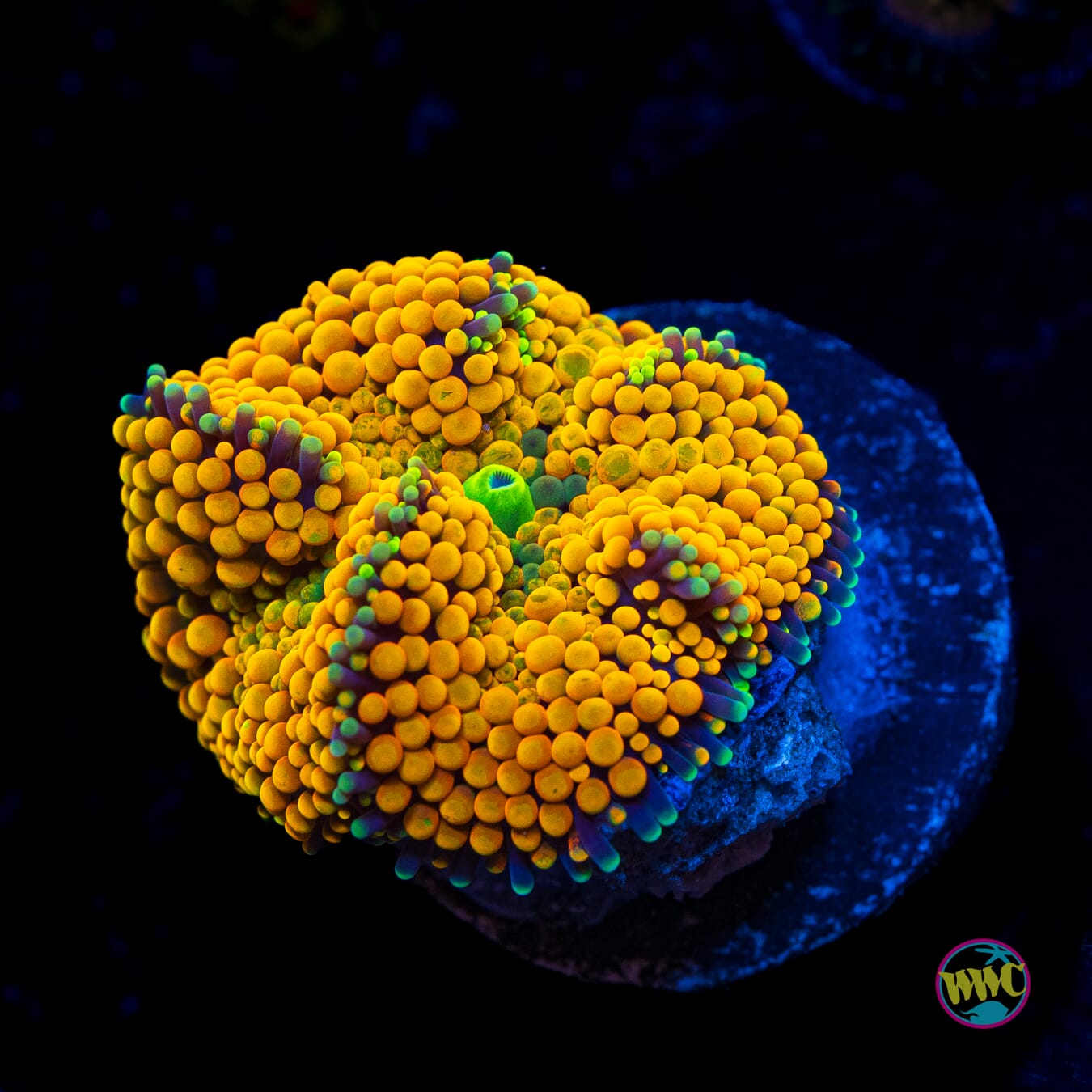 Neon Ring Ricordea Mushroom - Actinic Photo